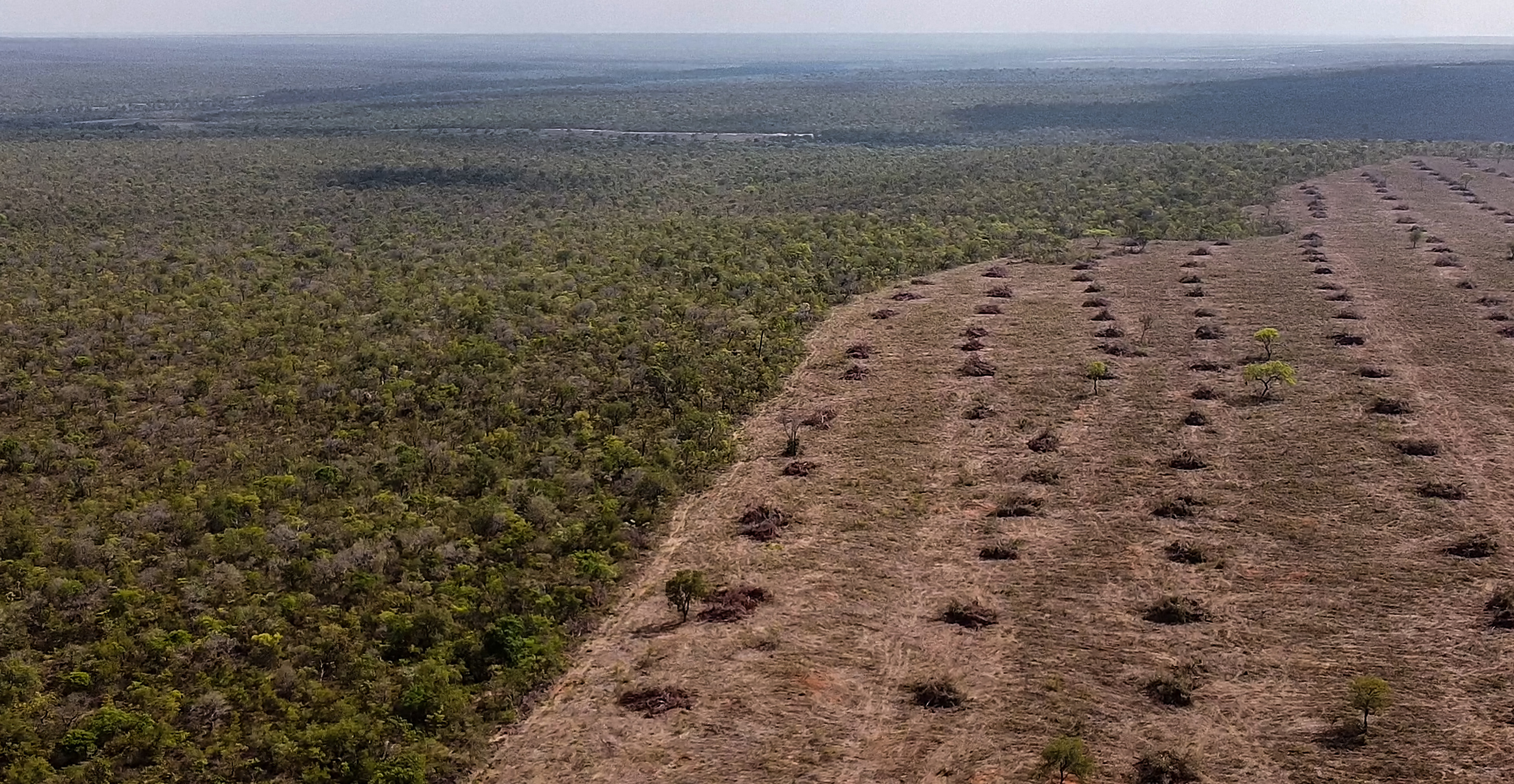 Europees natuurherstel gaat ten koste van wereldwijde biodiversiteit: ‘We moeten keuzes maken’