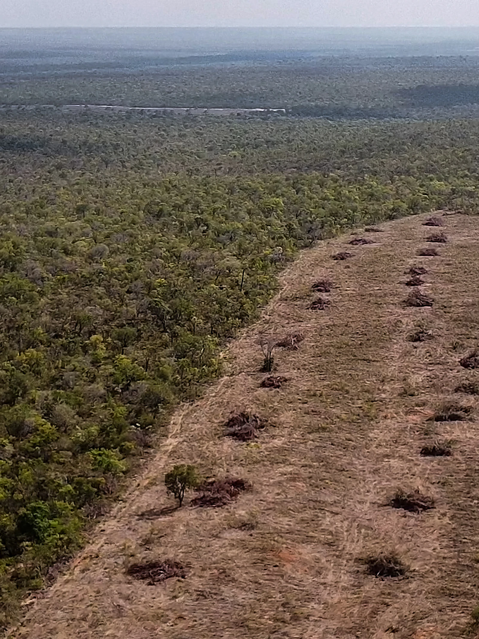 Europees natuurherstel gaat ten koste van wereldwijde biodiversiteit: ‘We moeten keuzes maken’