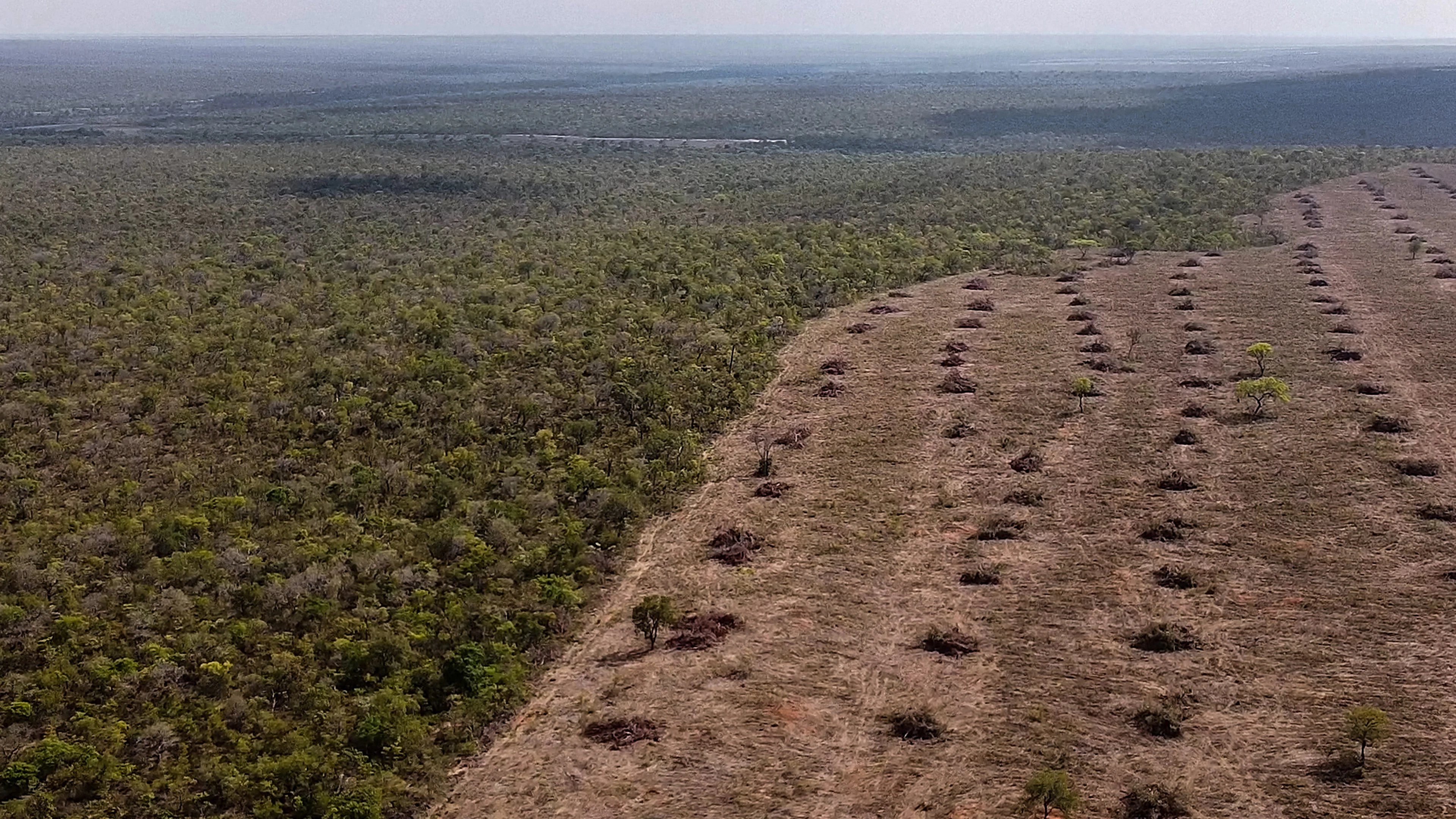 Europees natuurherstel gaat ten koste van wereldwijde biodiversiteit: ‘We moeten keuzes maken’