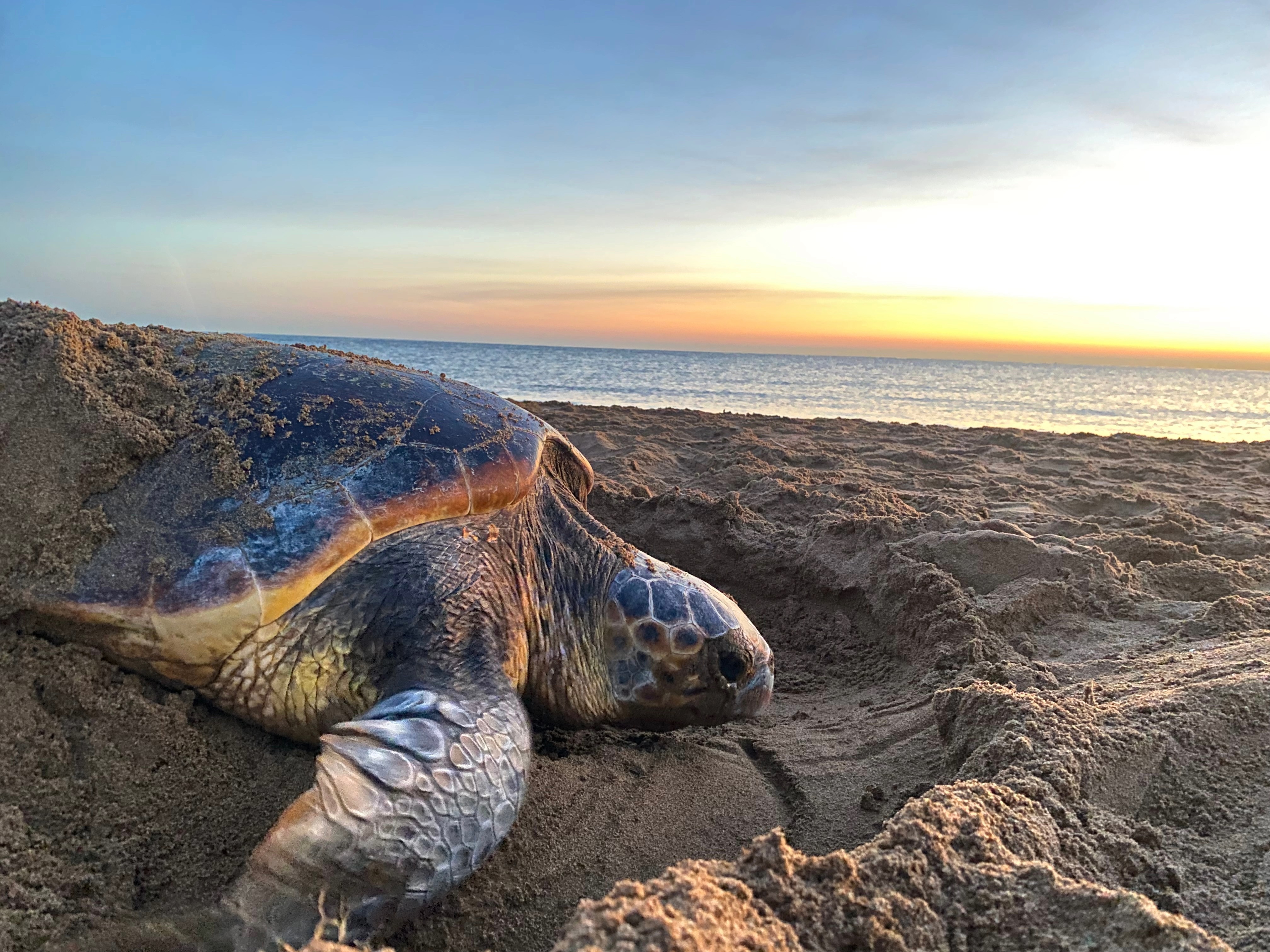 Zeeschildpadden leggen eieren vroeger omwille van de klimaatverandering