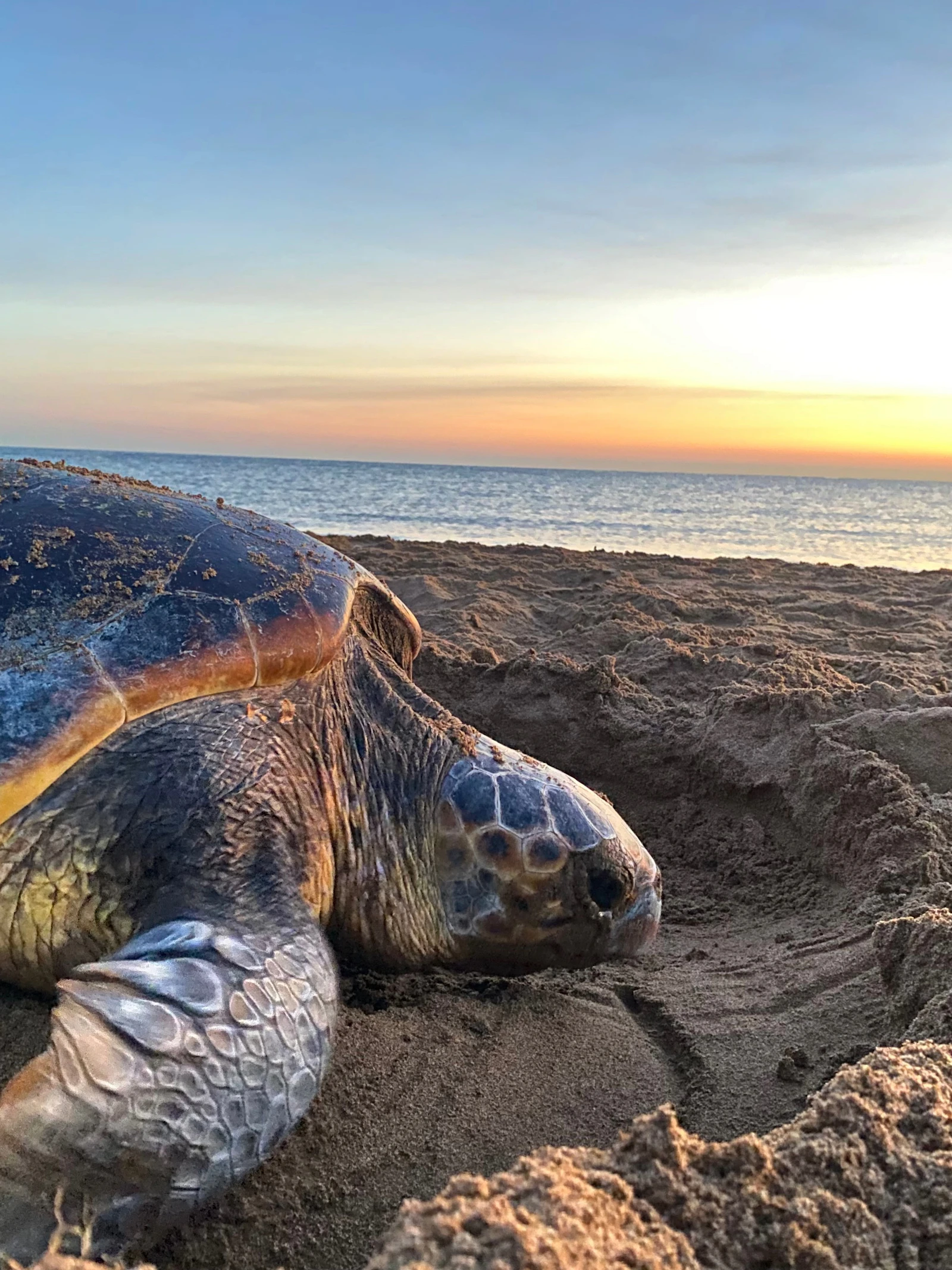Zeeschildpadden leggen eieren vroeger omwille van de klimaatverandering