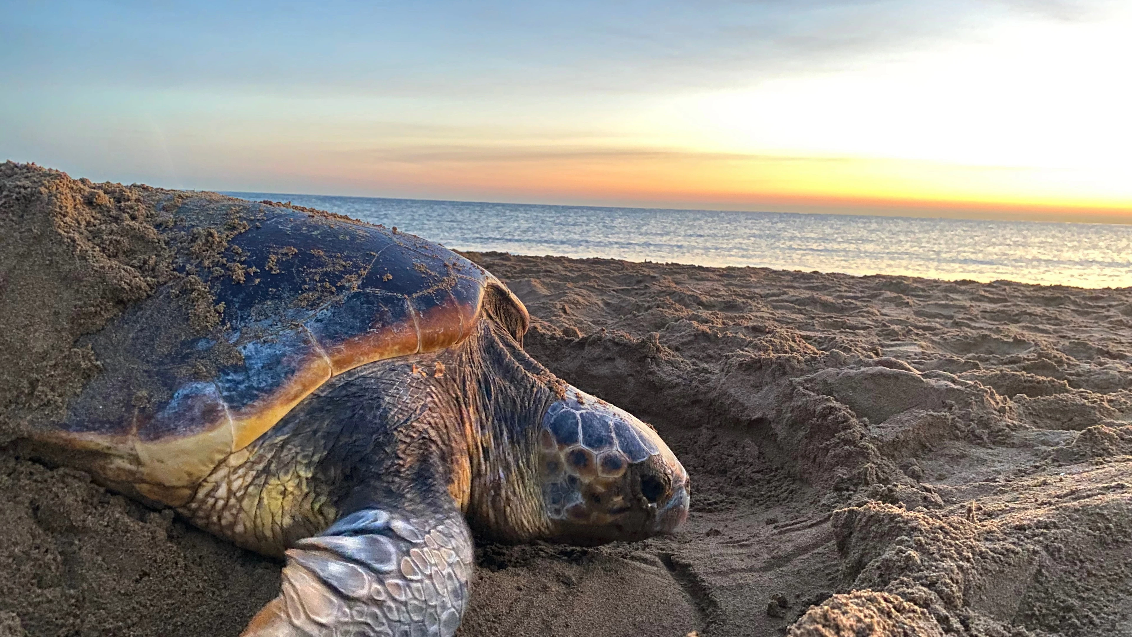 Zeeschildpadden leggen eieren vroeger omwille van de klimaatverandering