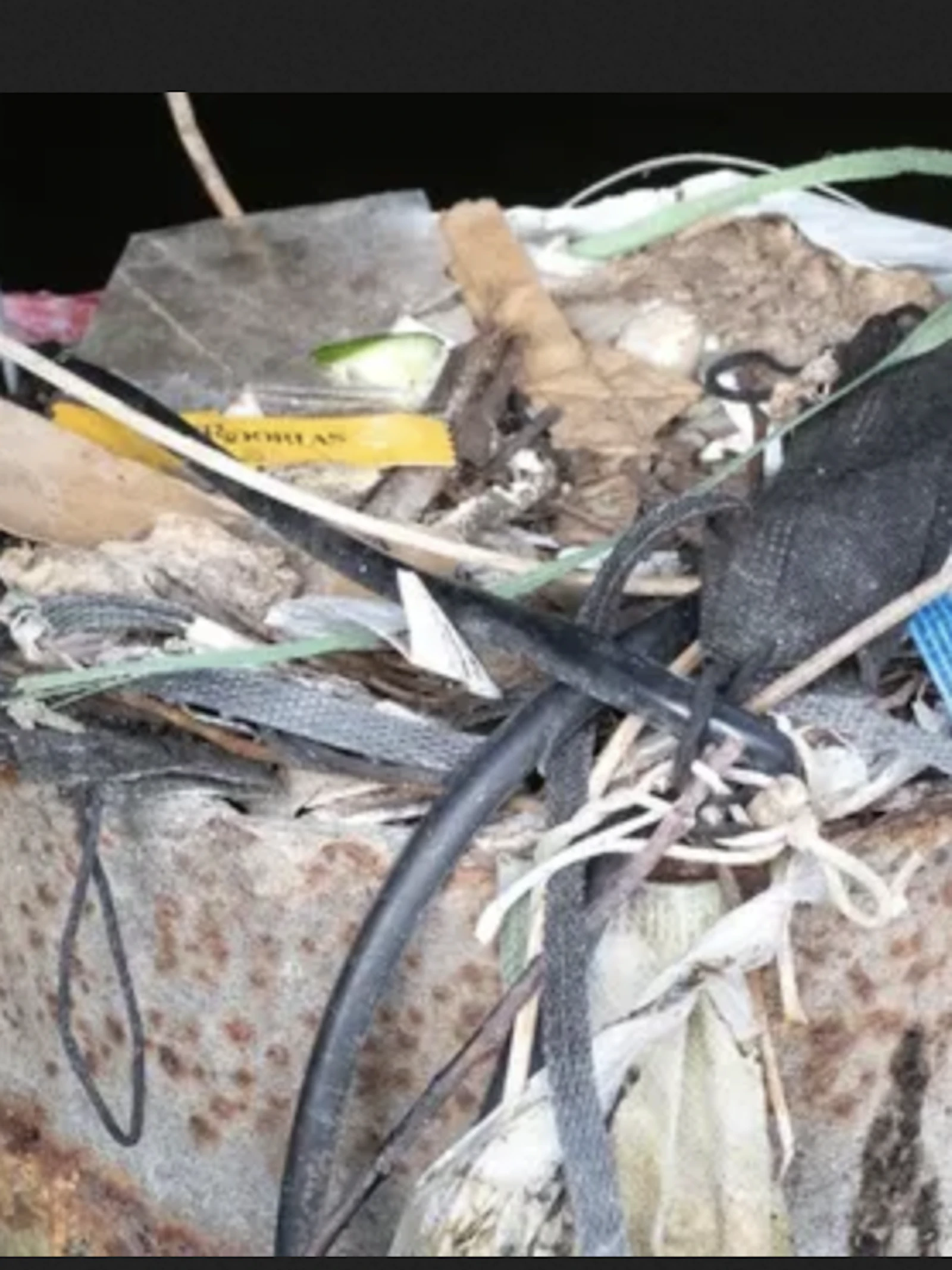 Meerkoetennest onthult 30 jaar plasticgeschiedenis