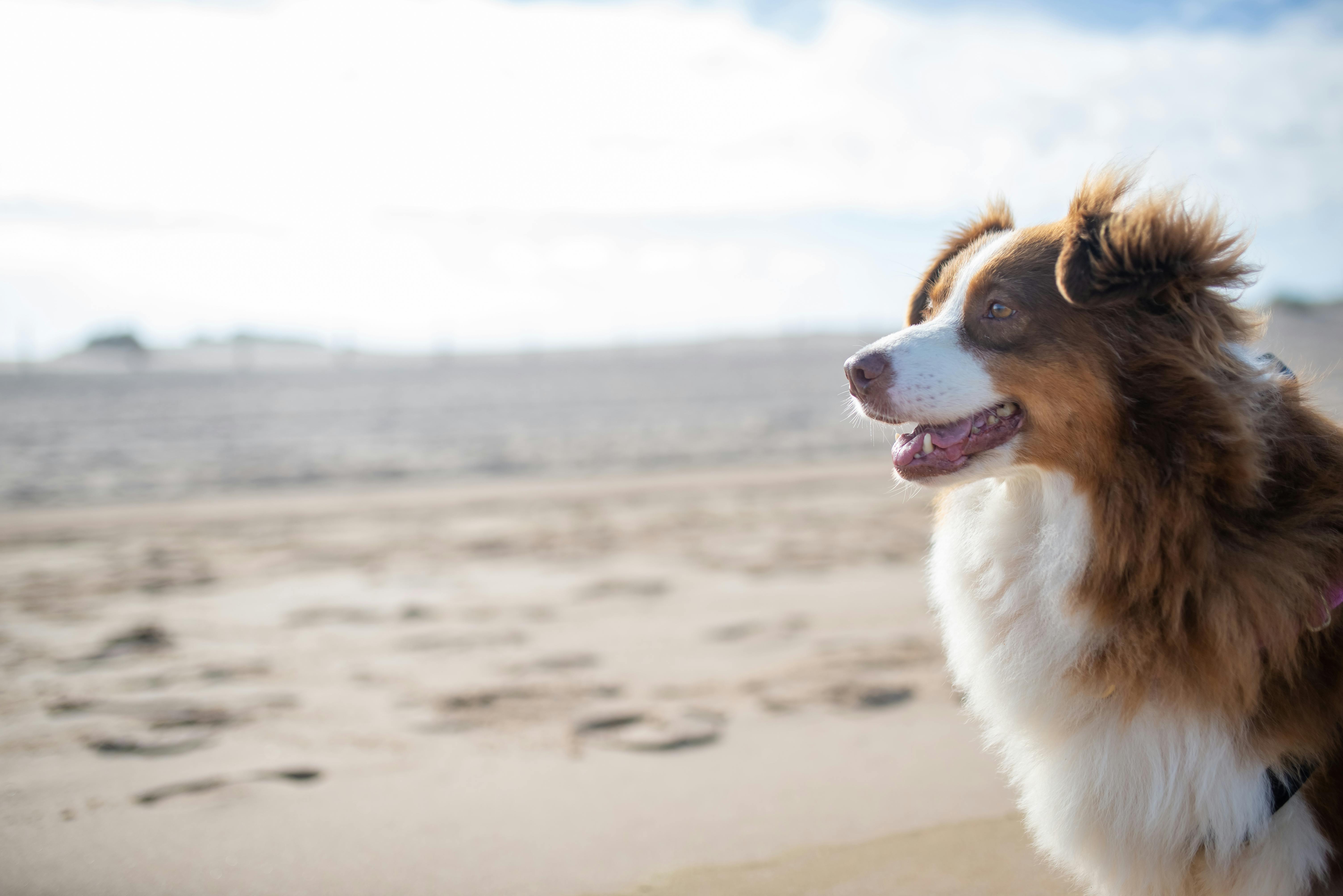 Hoe goed begrijpen we de emoties van onze hond?