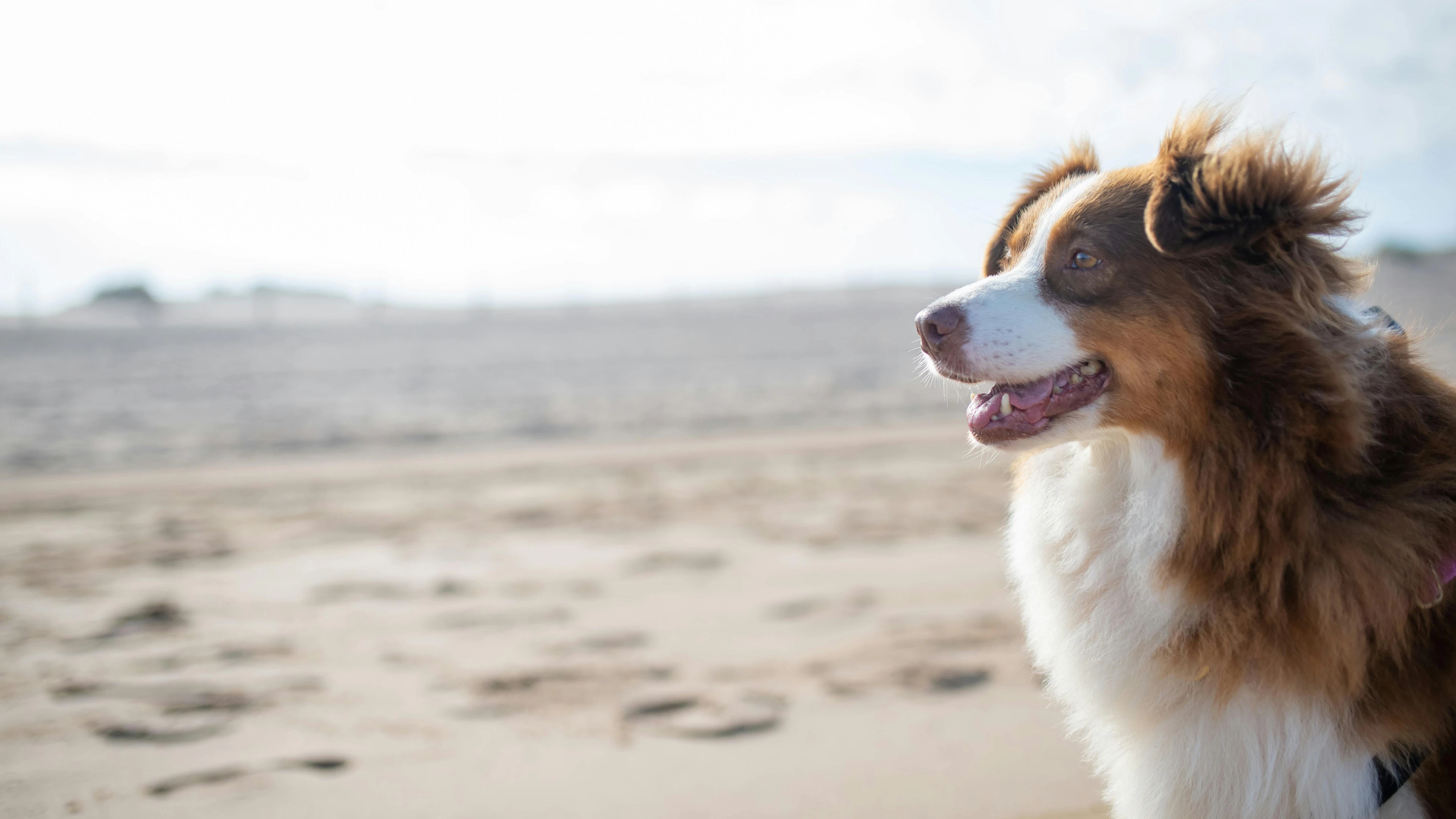 Hoe goed begrijpen we de emoties van onze hond?