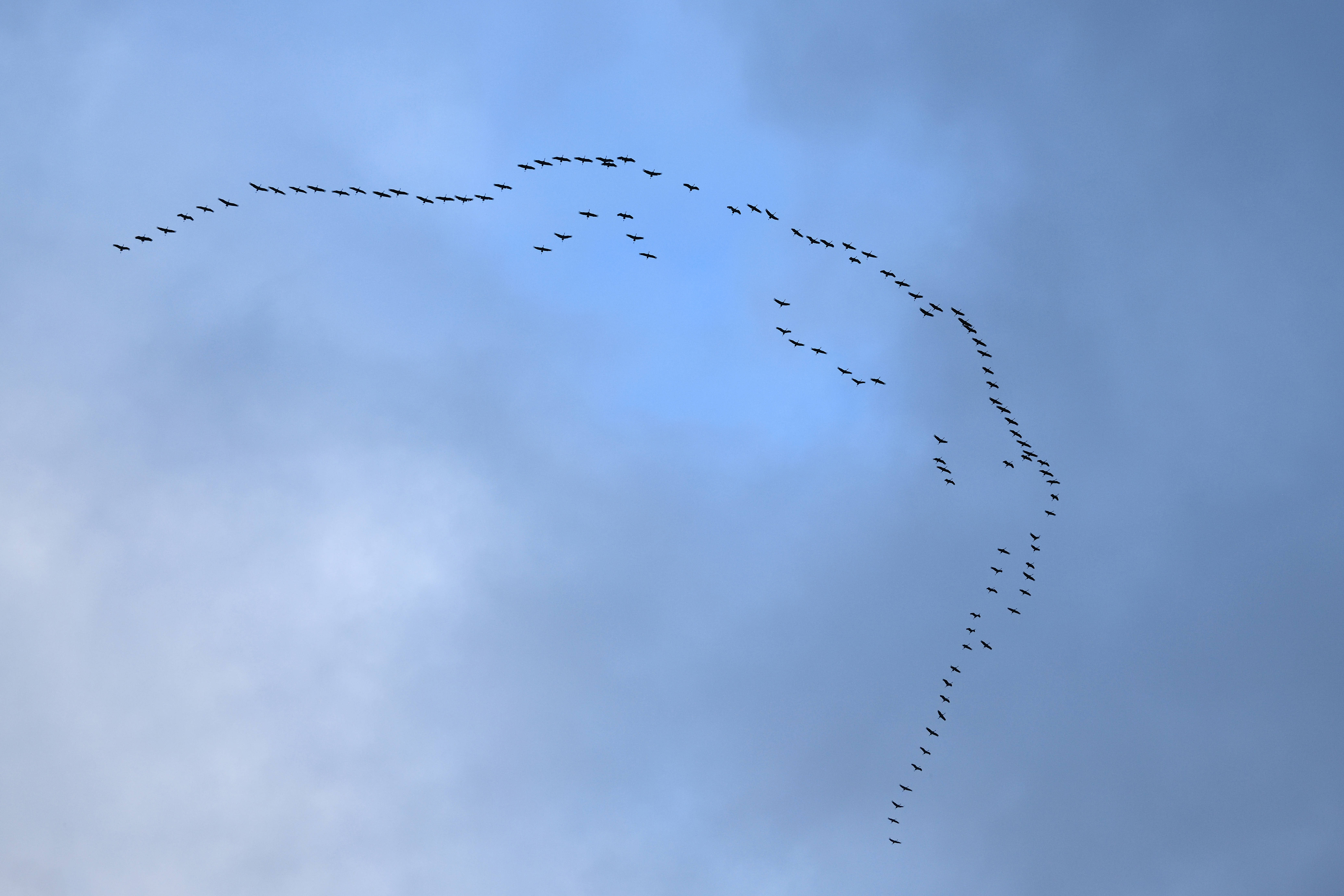 Hoe weten trekvogels wanneer ze moeten vertrekken?