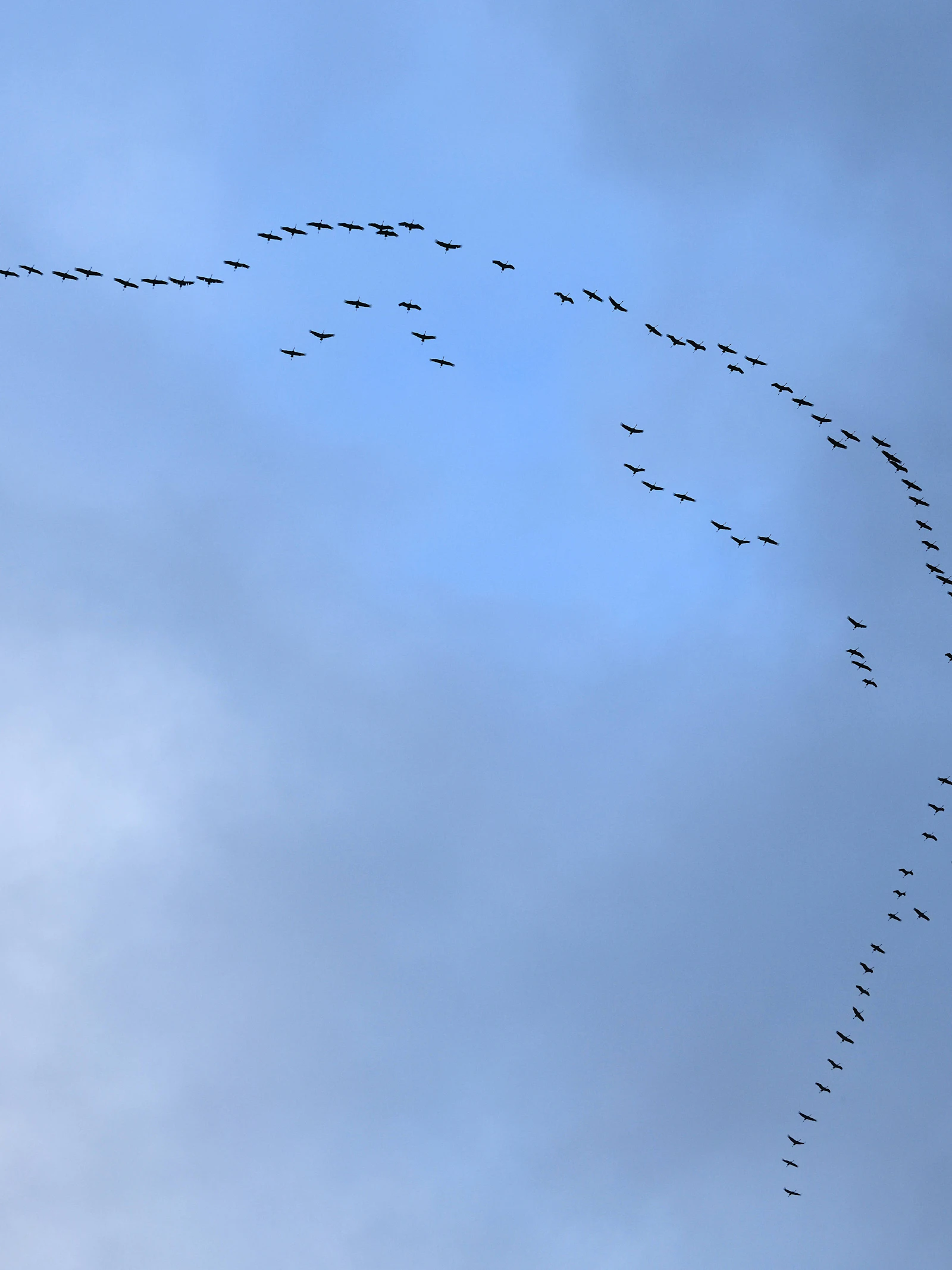 Hoe weten trekvogels wanneer ze moeten vertrekken?