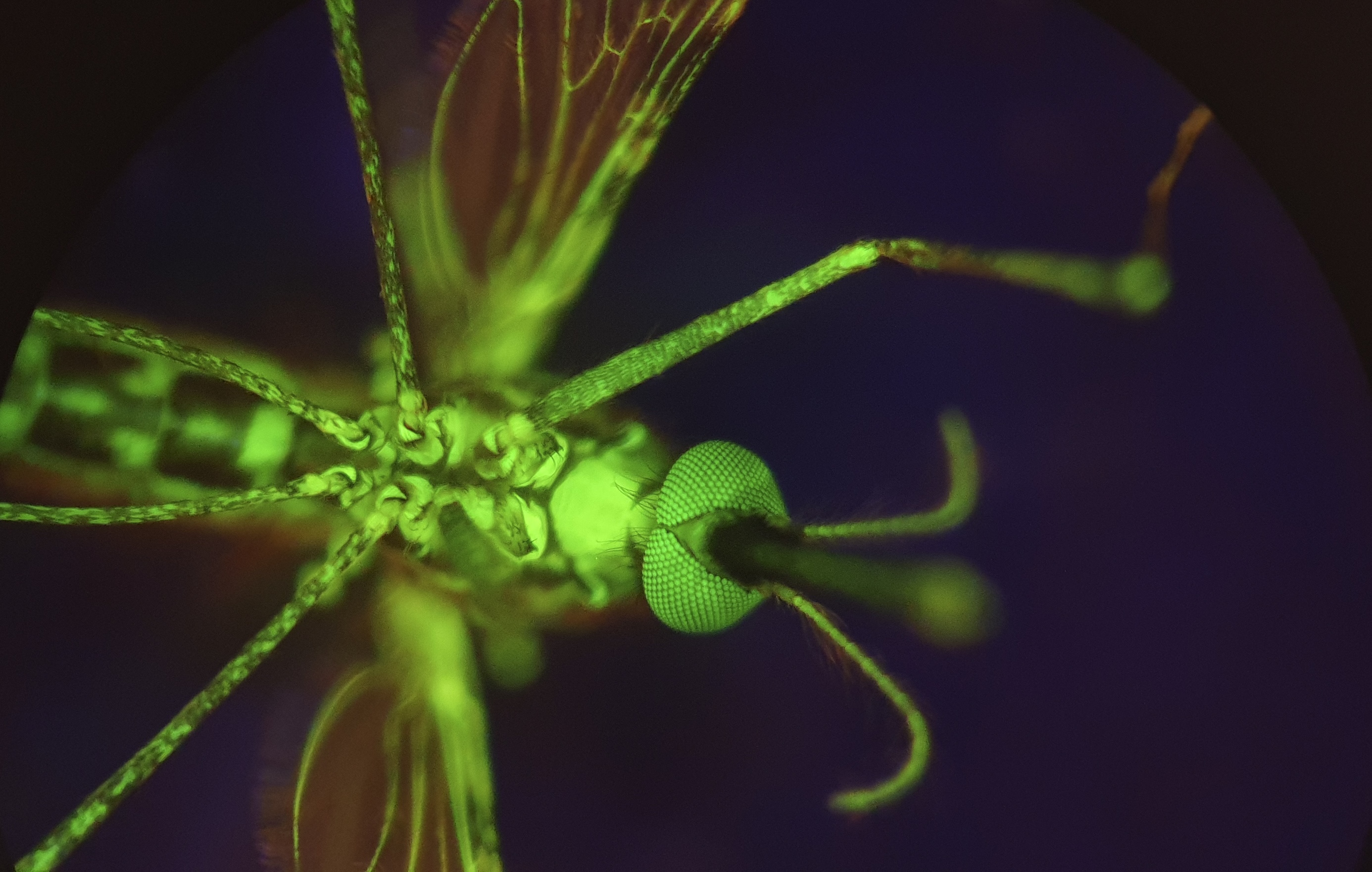 Bestaand geneesmiddel vormt een nieuw wapen tegen malaria