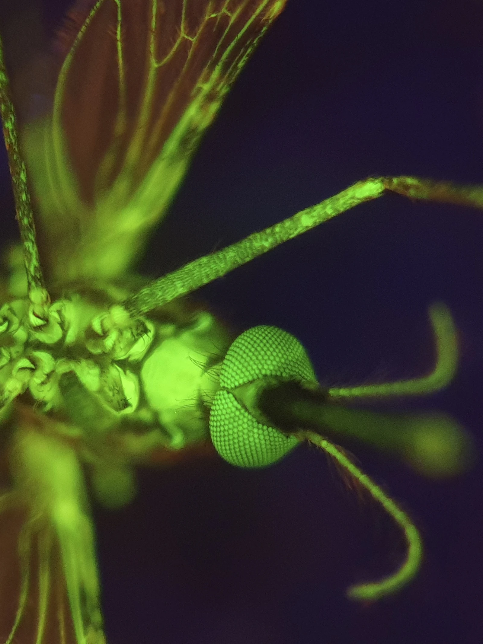 Bestaand geneesmiddel vormt een nieuw wapen tegen malaria