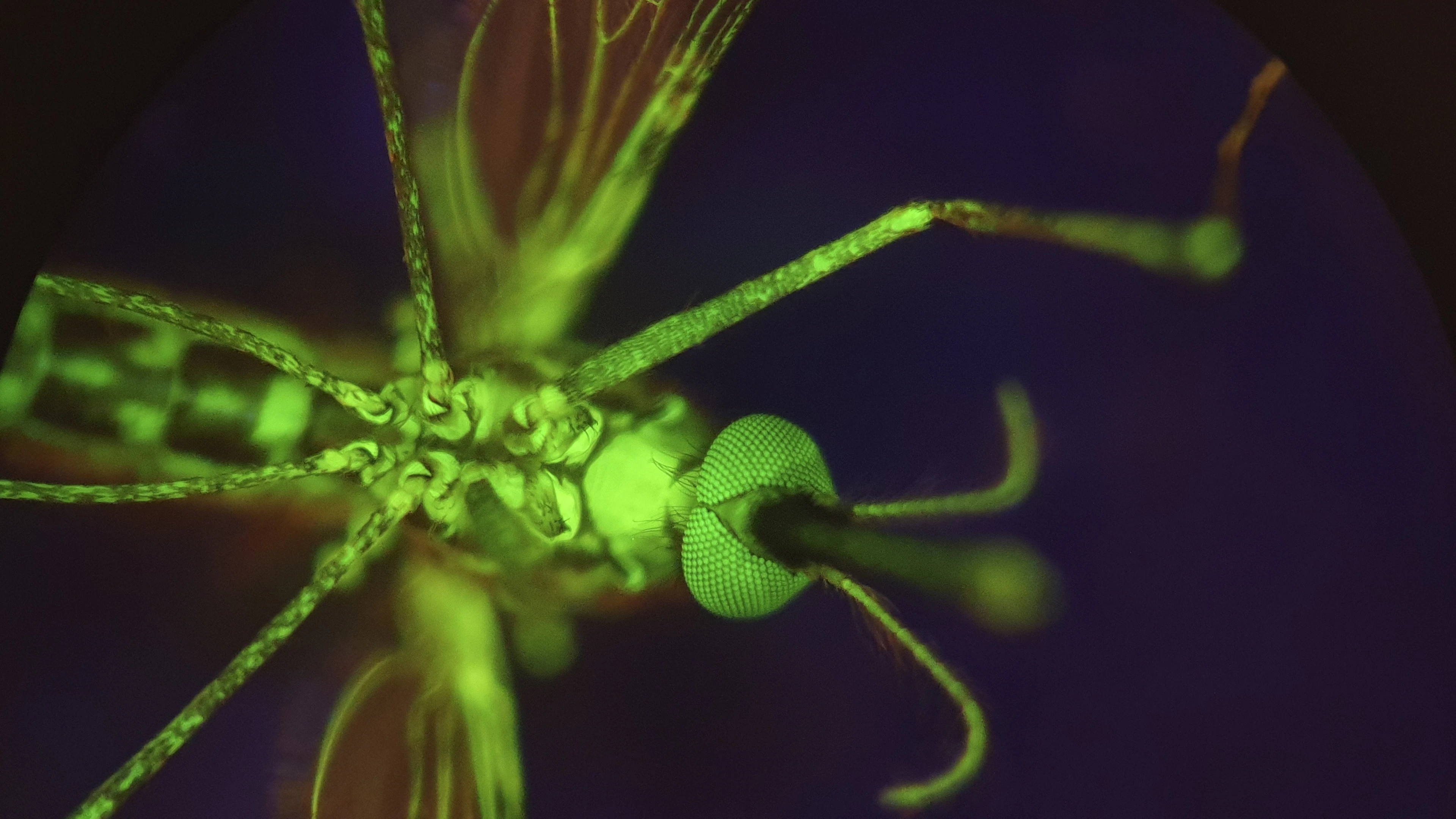 Bestaand geneesmiddel vormt een nieuw wapen tegen malaria