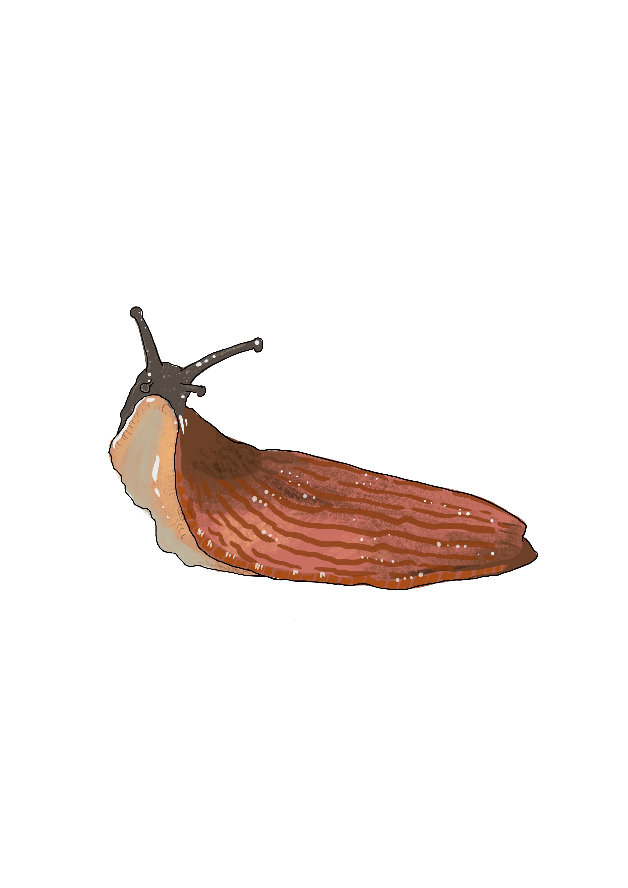 Naaktslakken dichten de orgasmekloof