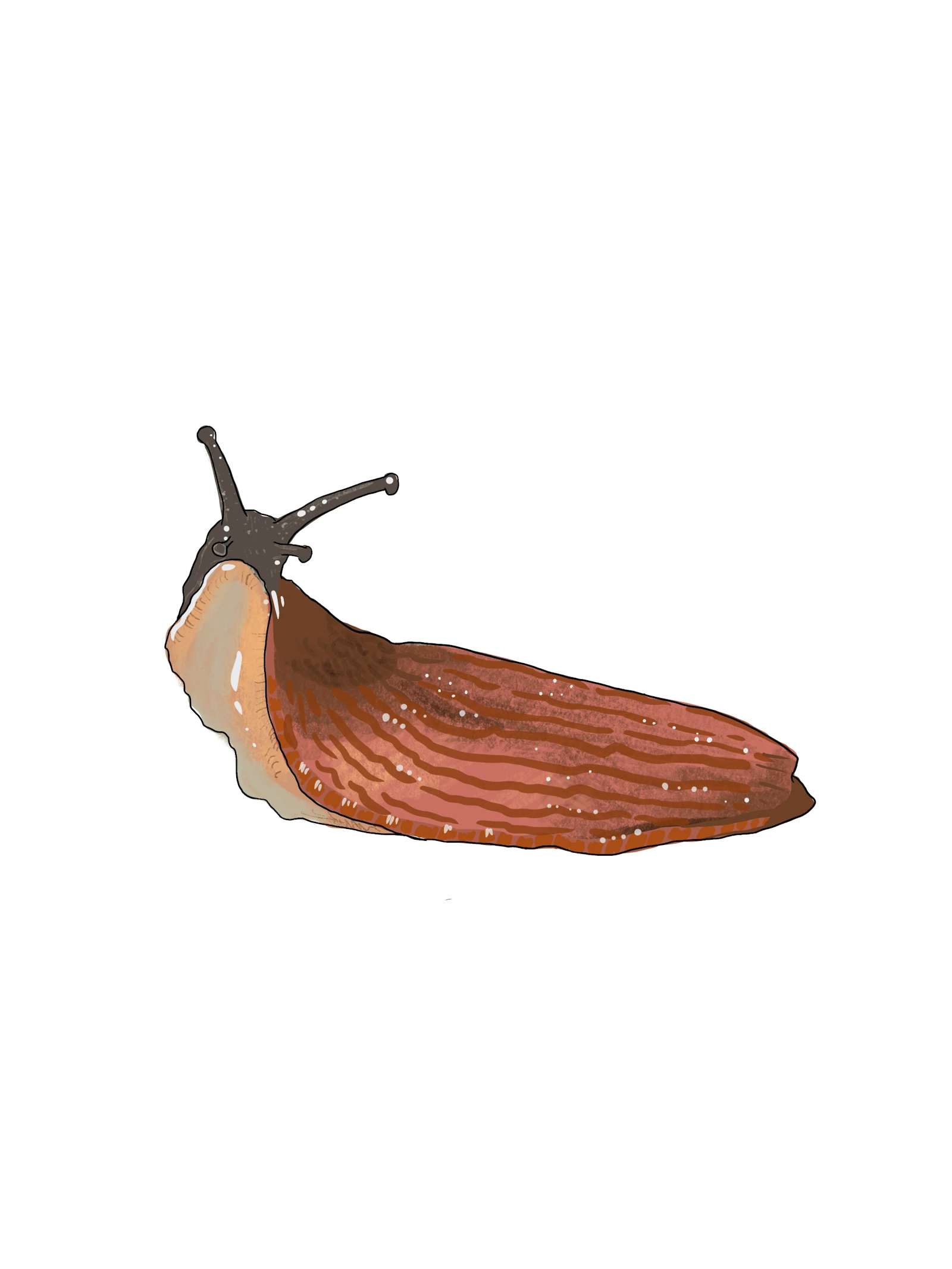 Naaktslakken dichten de orgasmekloof