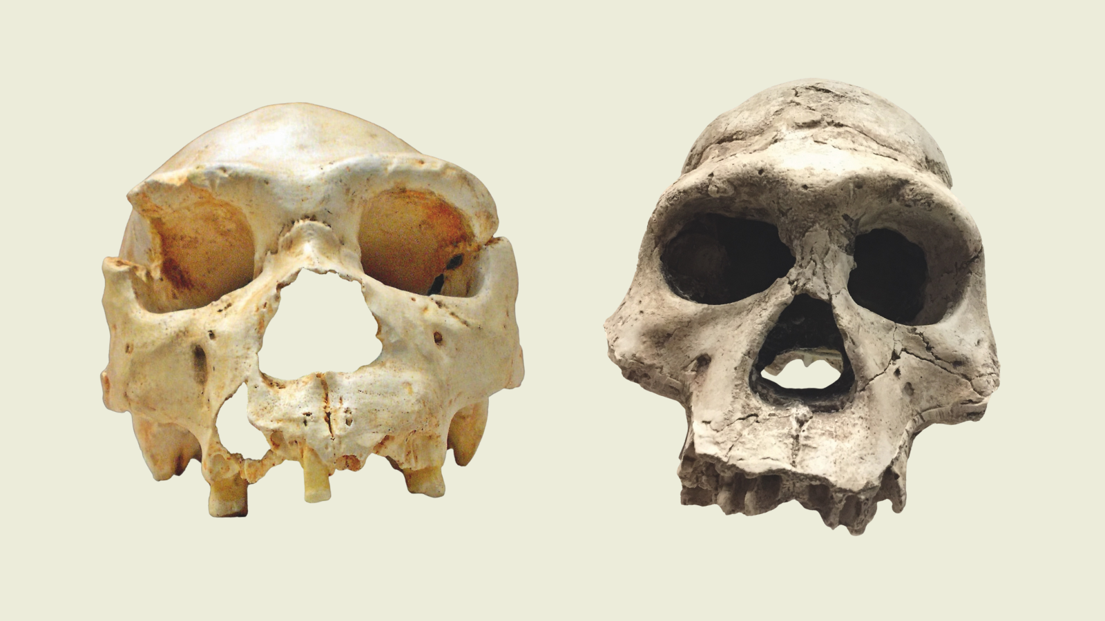Bij de geboorte van Homo sapiens kwamen twee afstammingslijnen samen