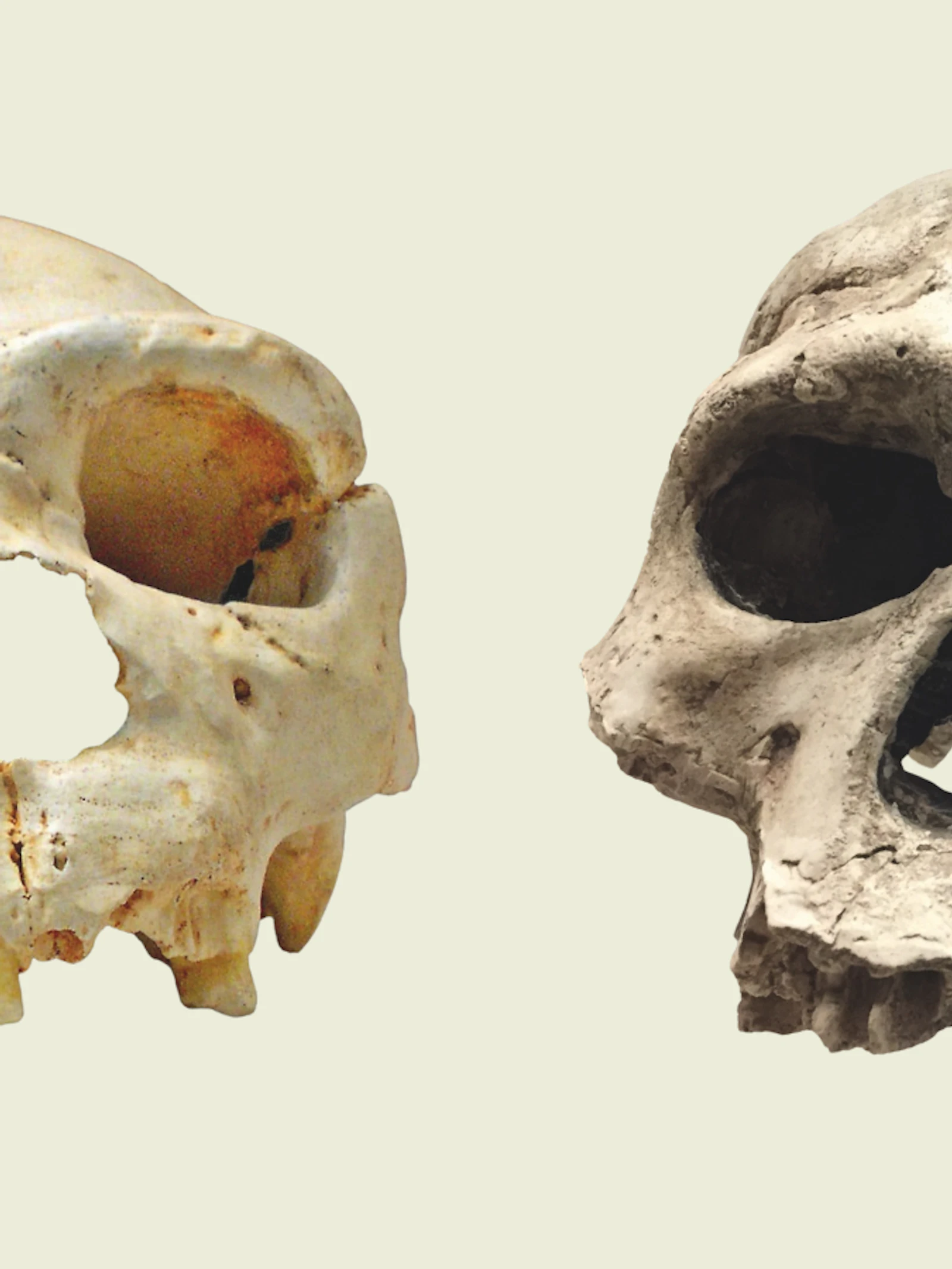 Bij de geboorte van Homo sapiens kwamen twee afstammingslijnen samen