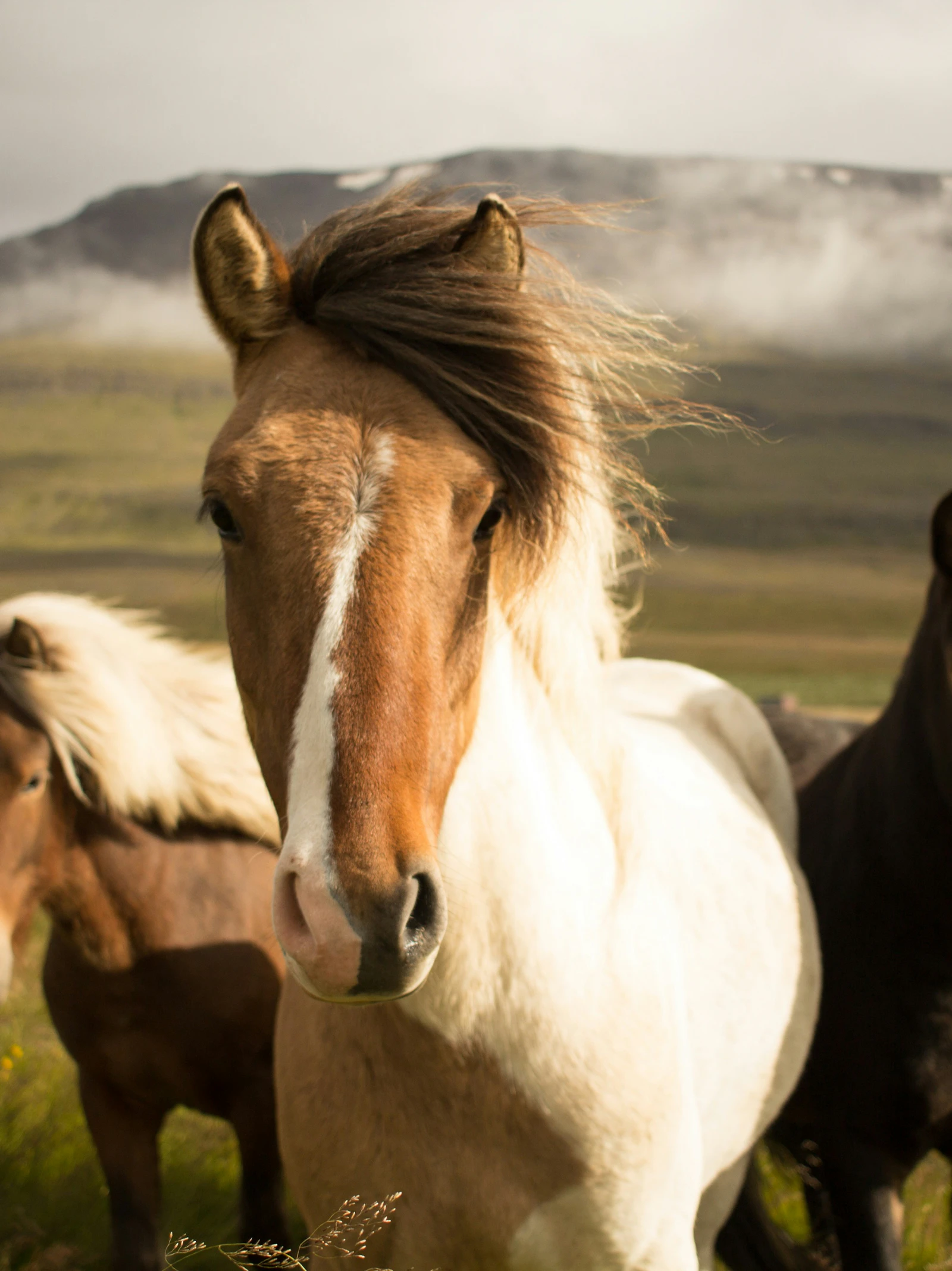 Hoe komen paarden aan hun paardenkracht?