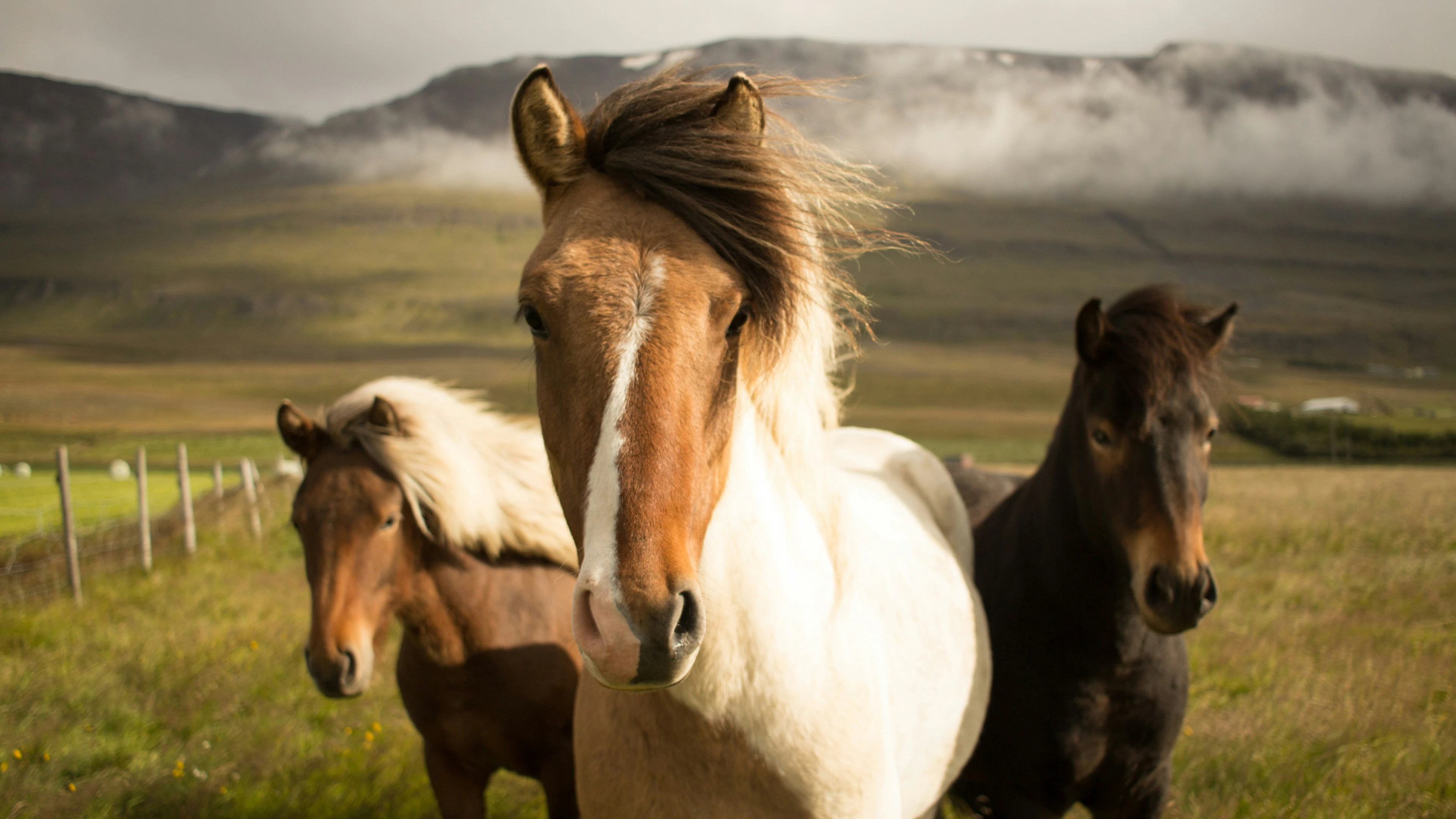 Hoe komen paarden aan hun paardenkracht?