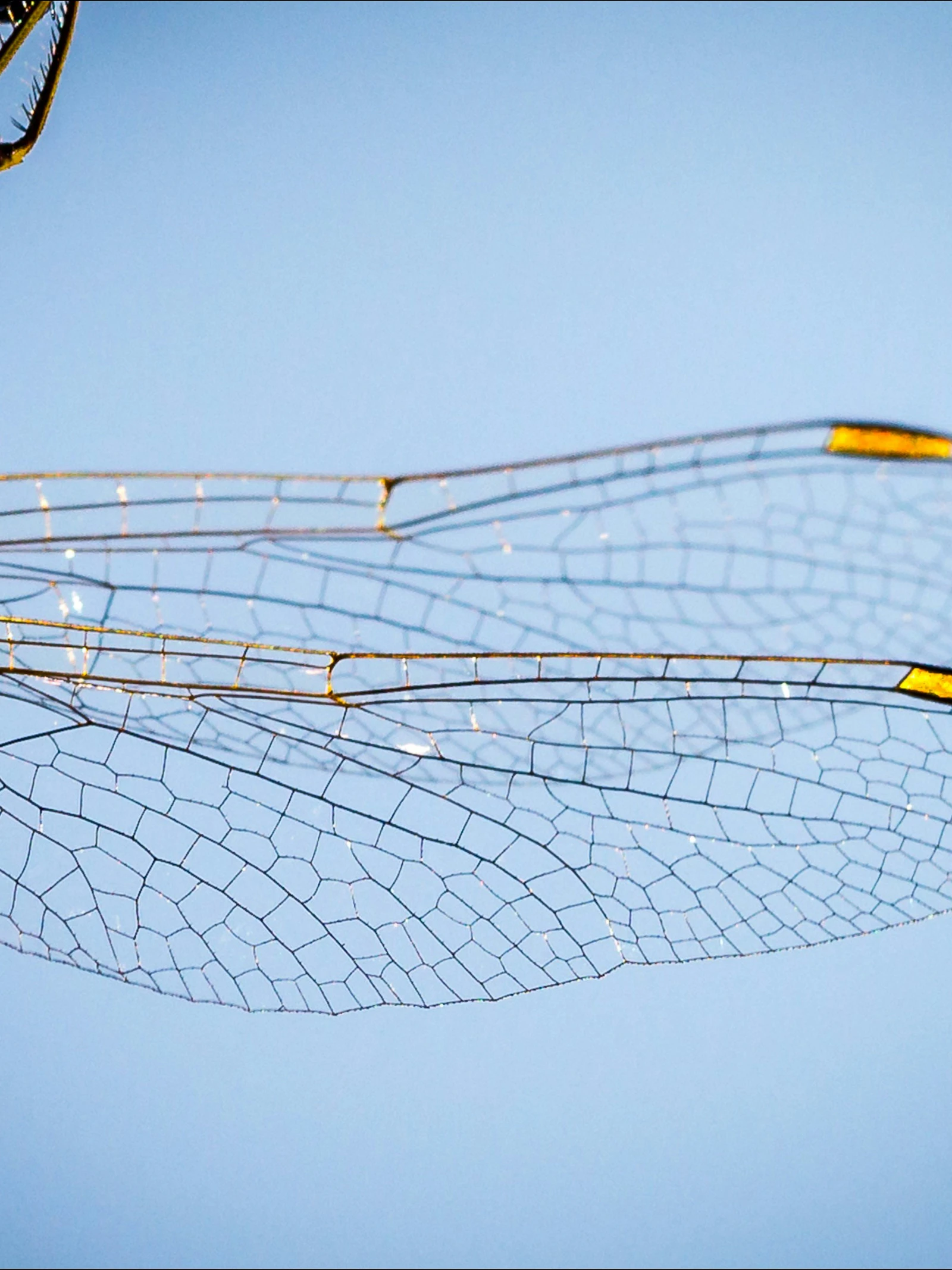 In bruikleen bij de natuur: 3 technieken in de strijd tegen antibioticum resistentie