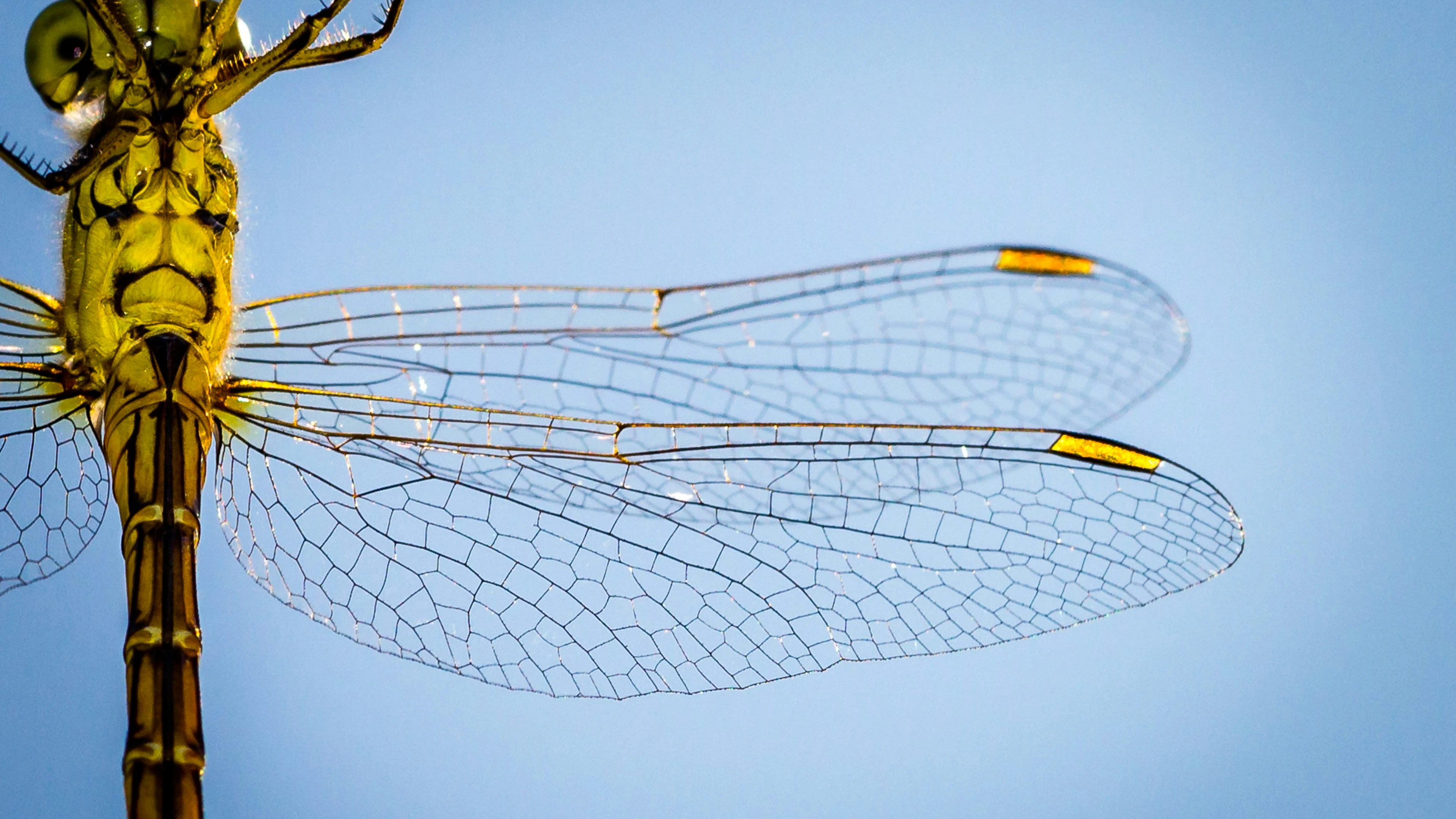 In bruikleen bij de natuur: 3 technieken in de strijd tegen antibioticum resistentie