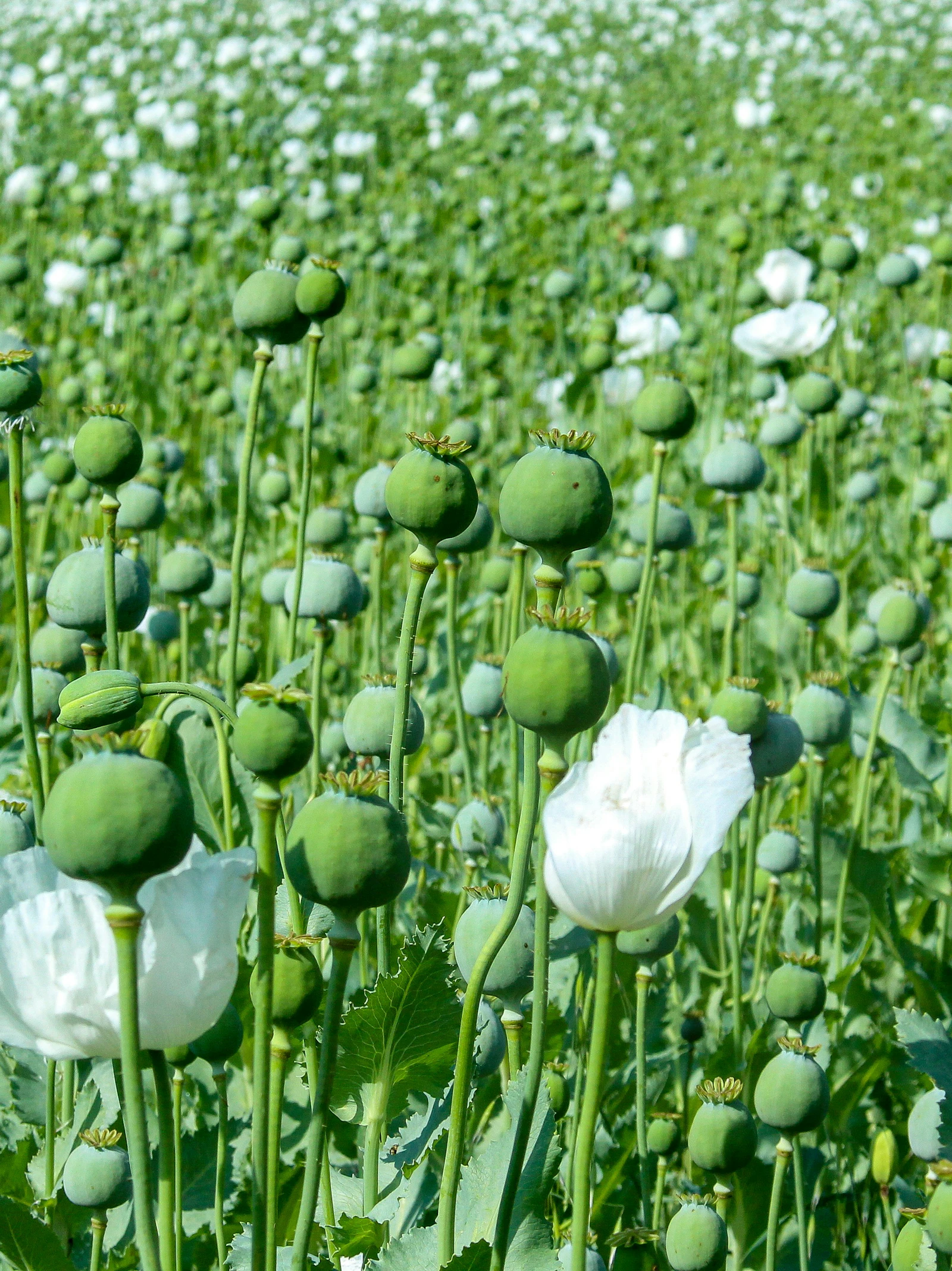 Van Vlaamse papavers tot opioïdevrije anesthesie