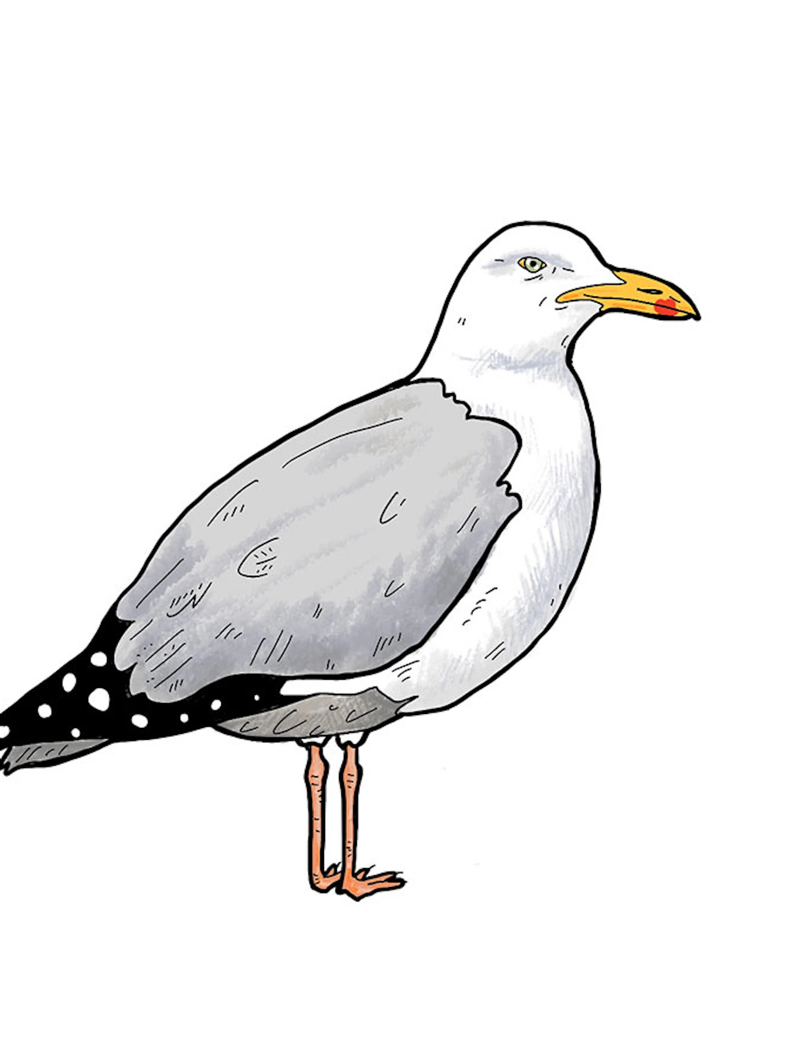Piraten met een peperkoeken hartje