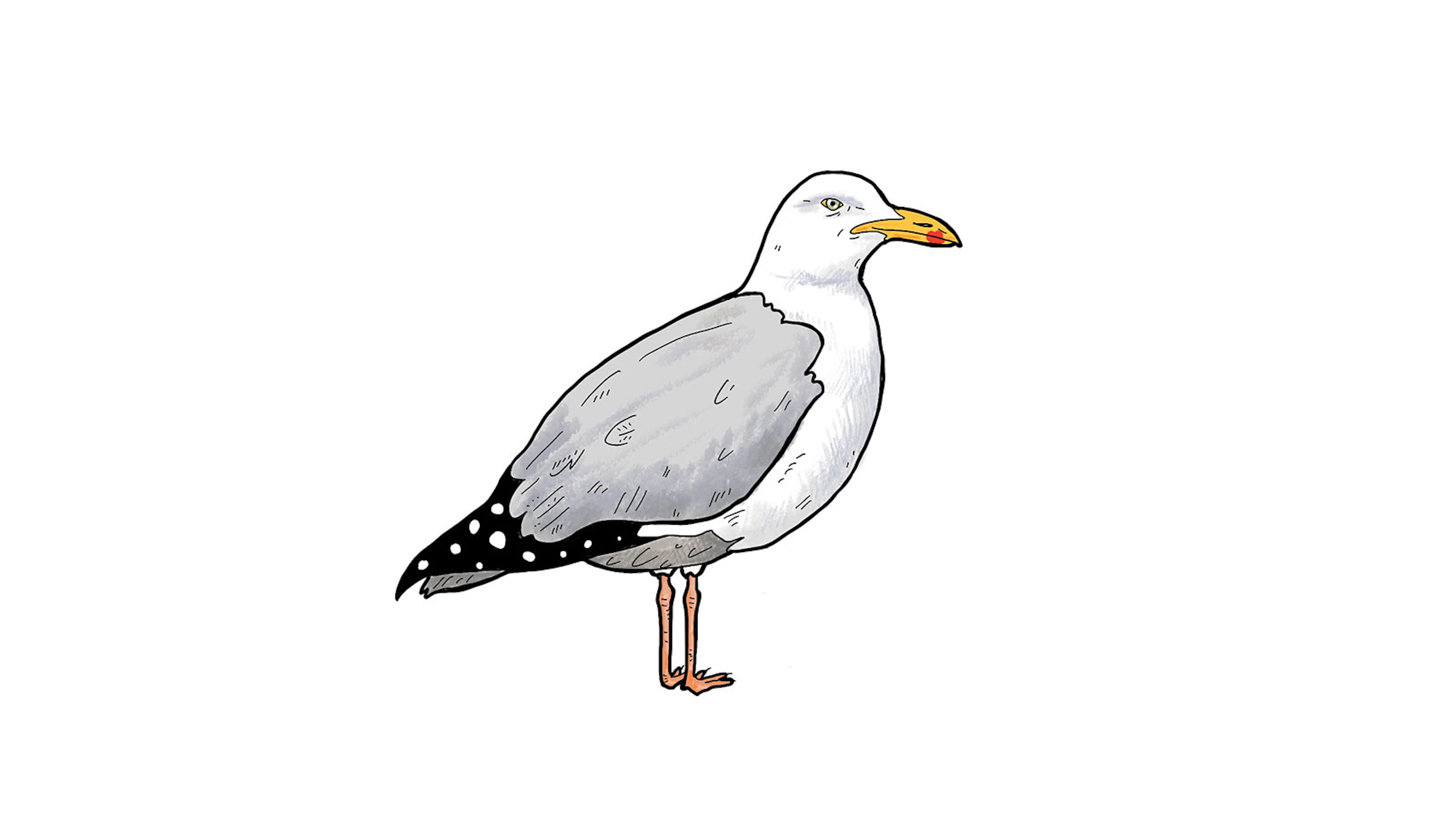 Piraten met een peperkoeken hartje