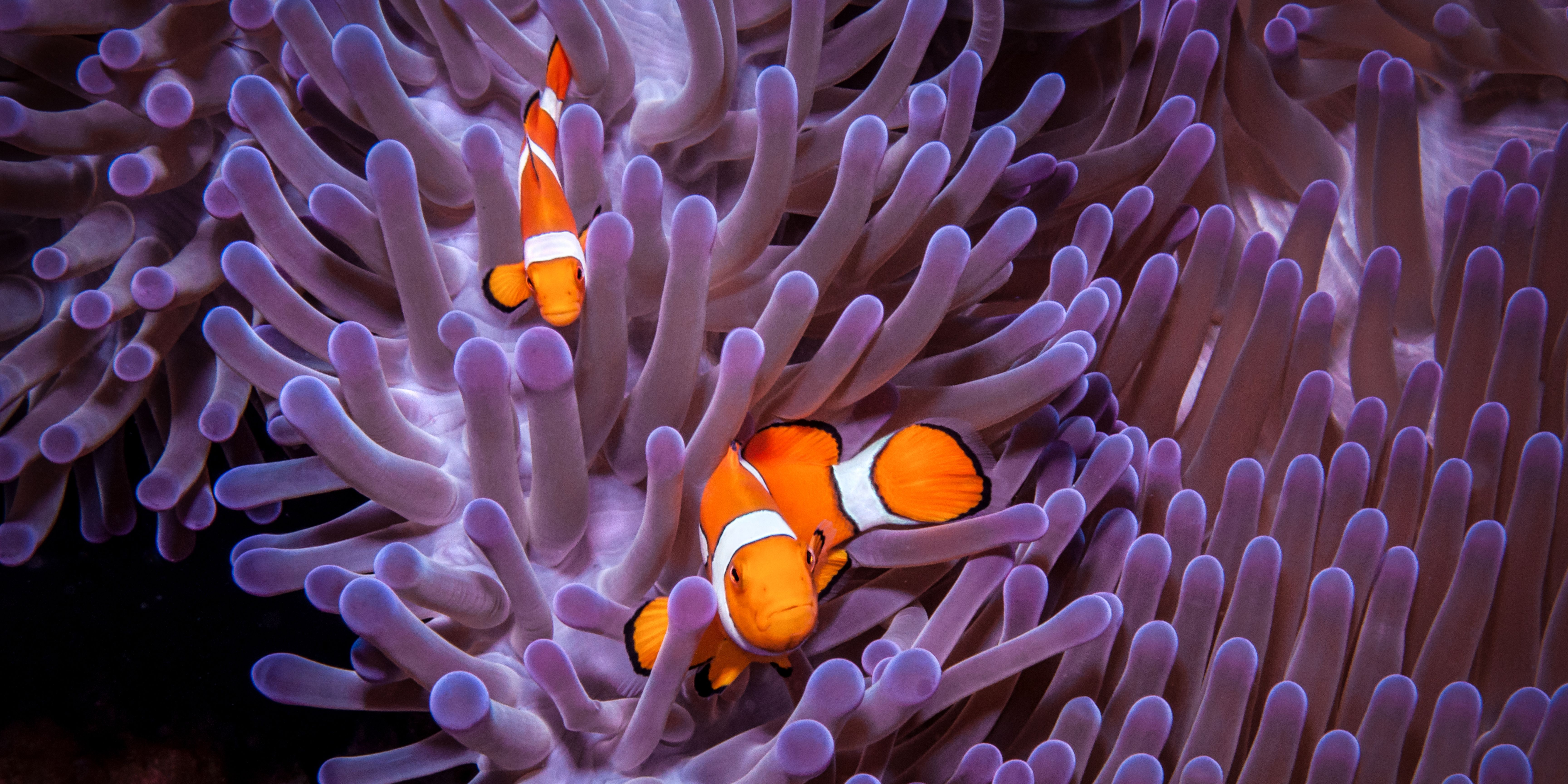 Waar is Nemo? Clownvissen krimpen