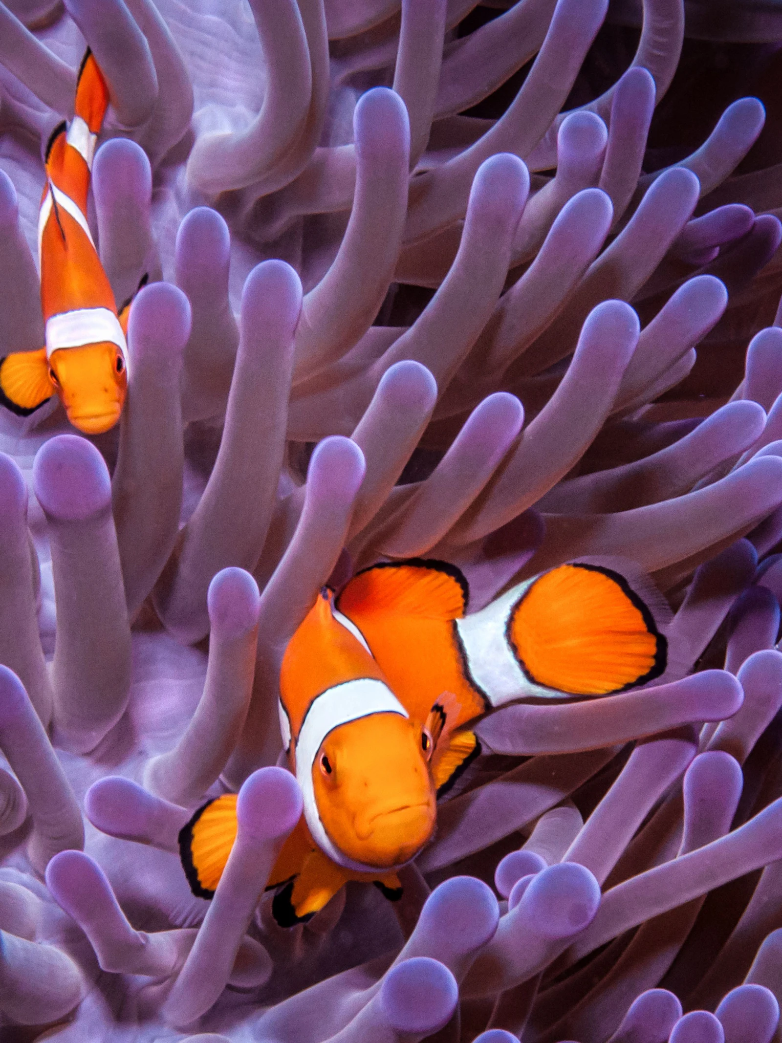 Waar is Nemo? Clownvissen krimpen