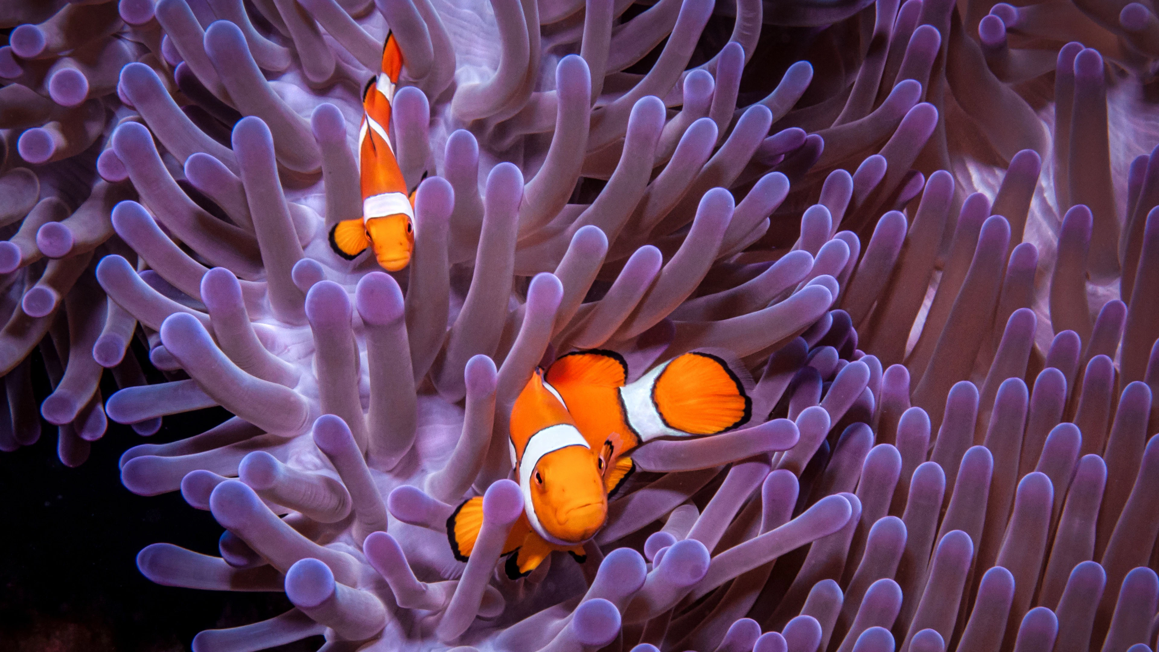 Waar is Nemo? Clownvissen krimpen