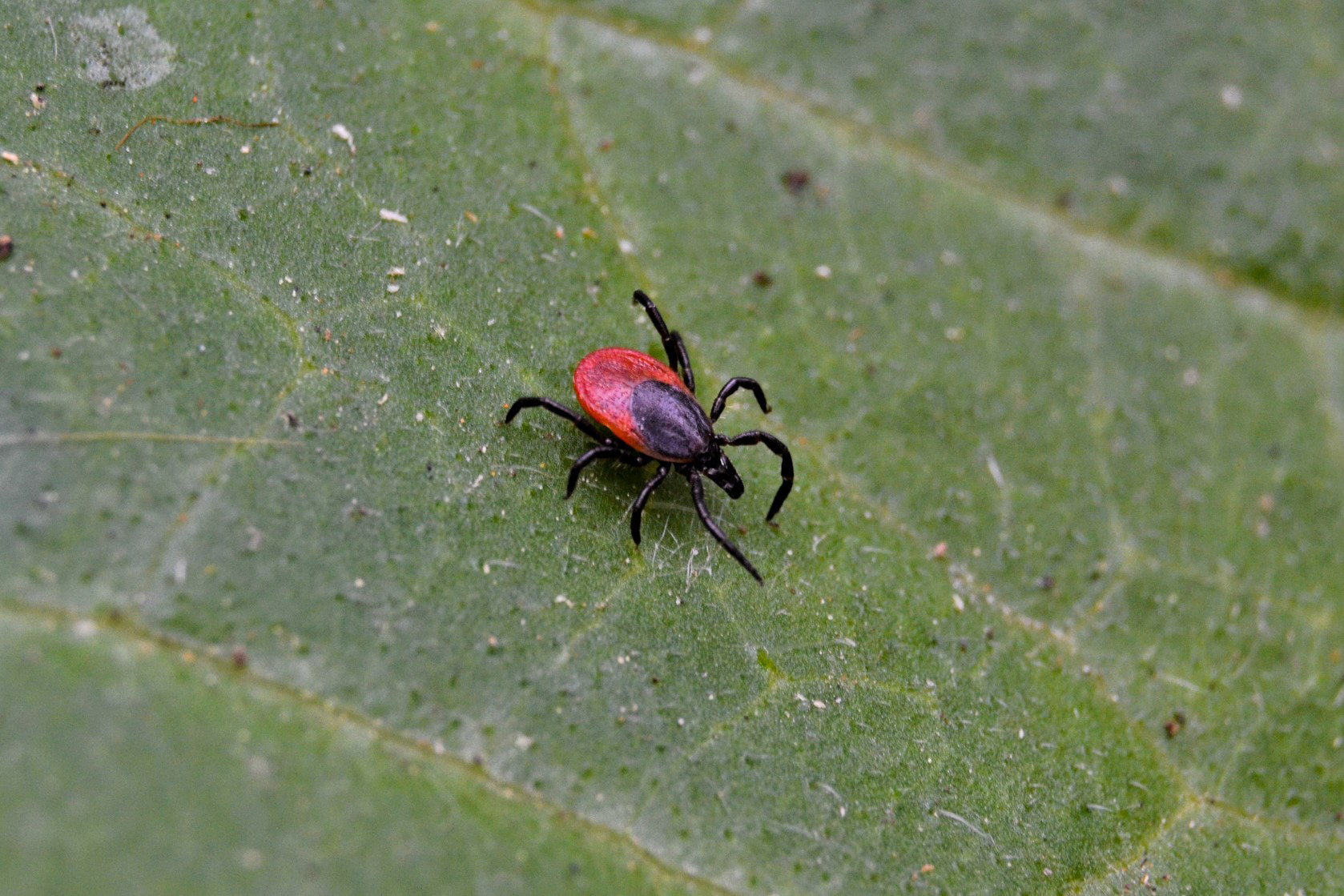 Ook in je tuin kun je de ziekte van Lyme oplopen