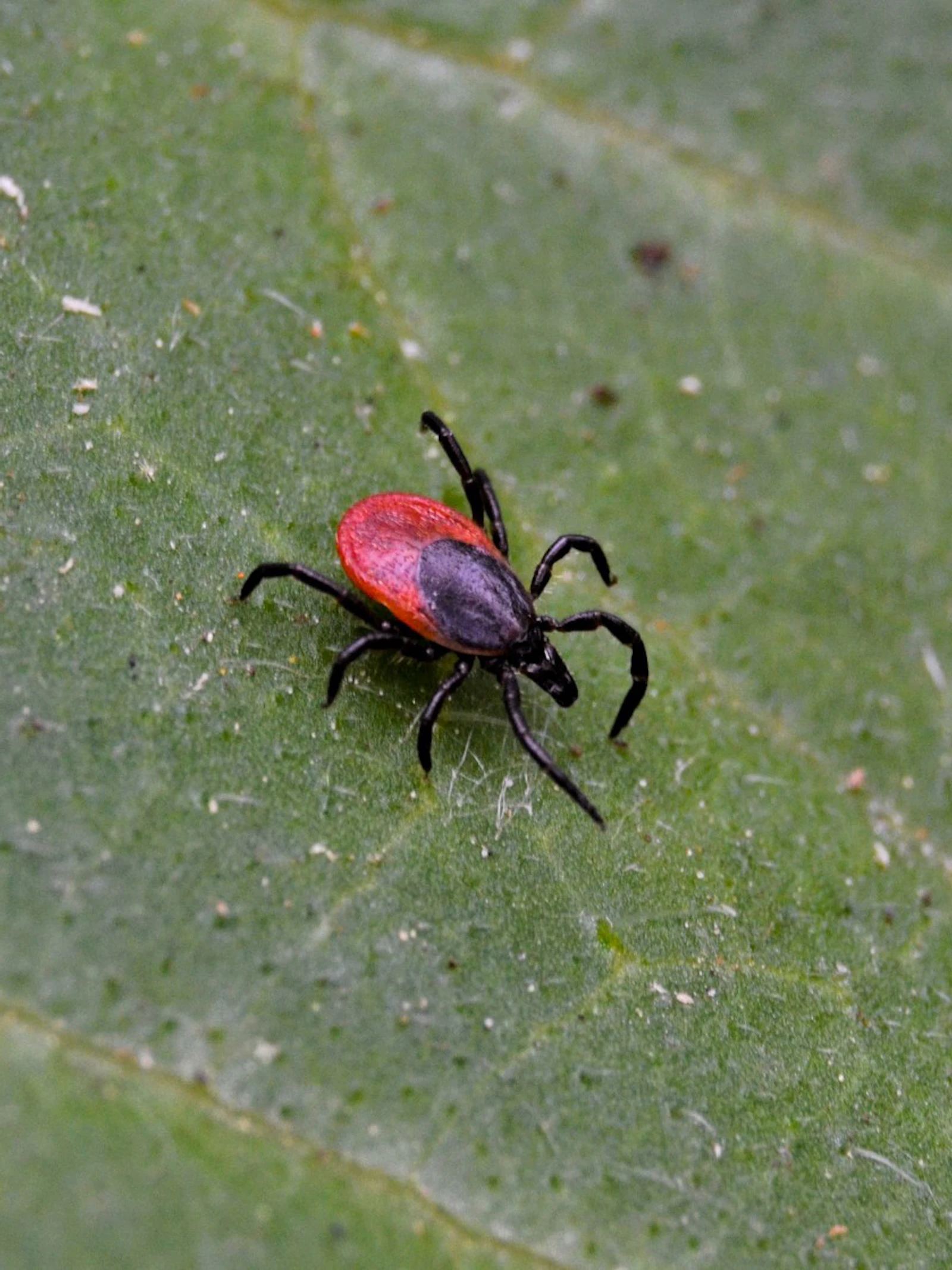 Ook in je tuin kun je de ziekte van Lyme oplopen