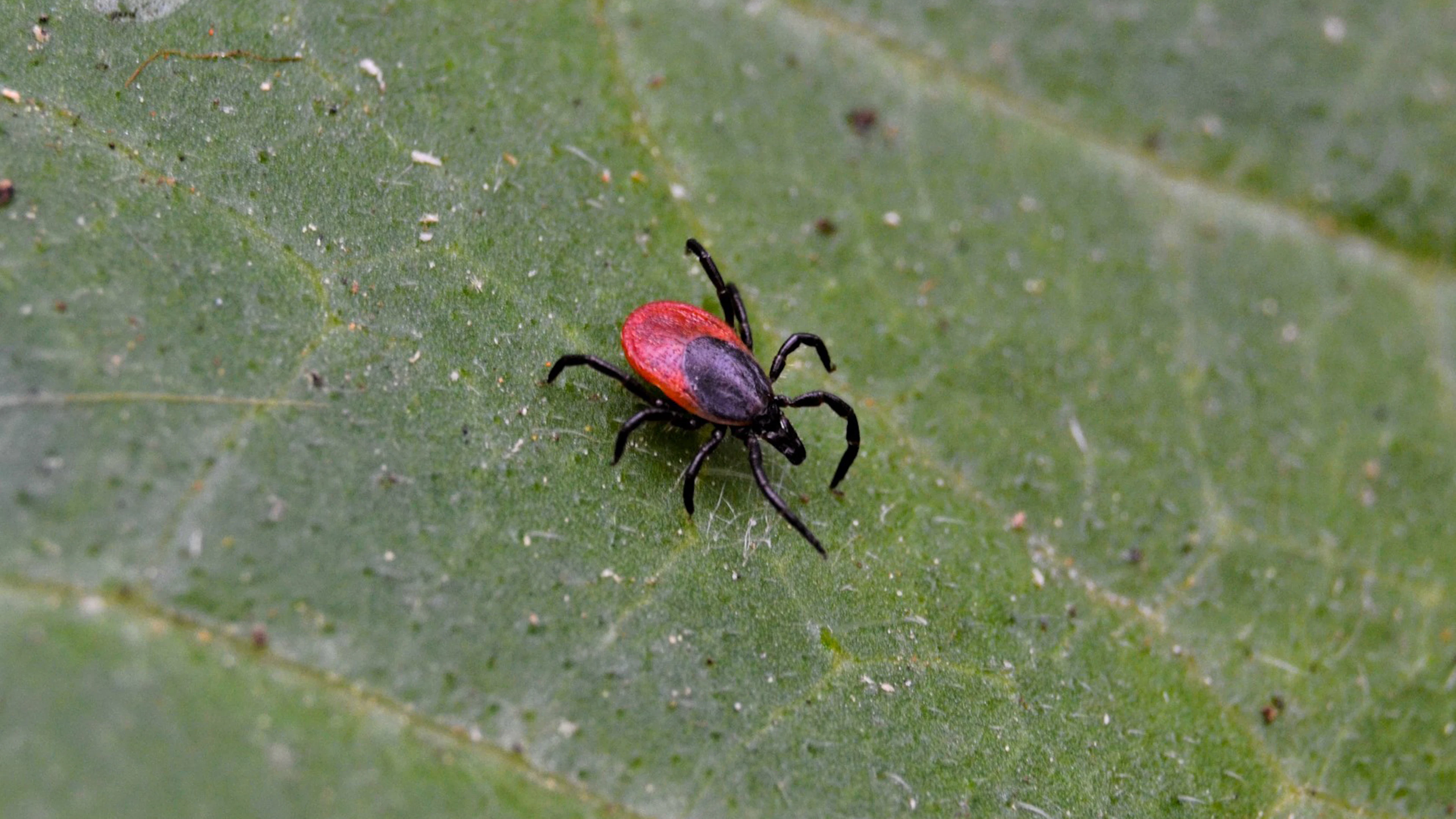 Ook in je tuin kun je de ziekte van Lyme oplopen
