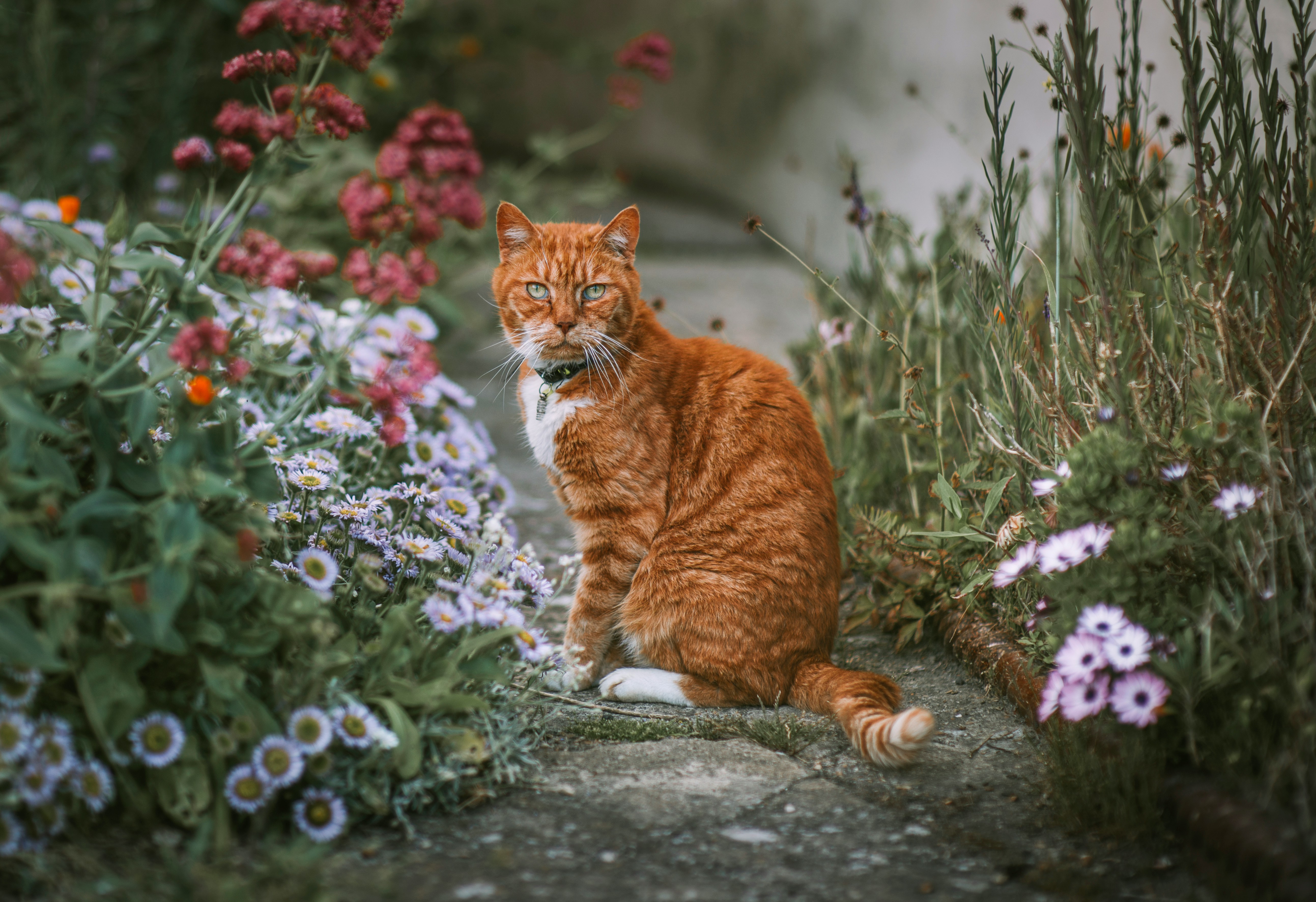 Deze vreemde mutatie verklaart de mysterieuze kleur van oranje katten