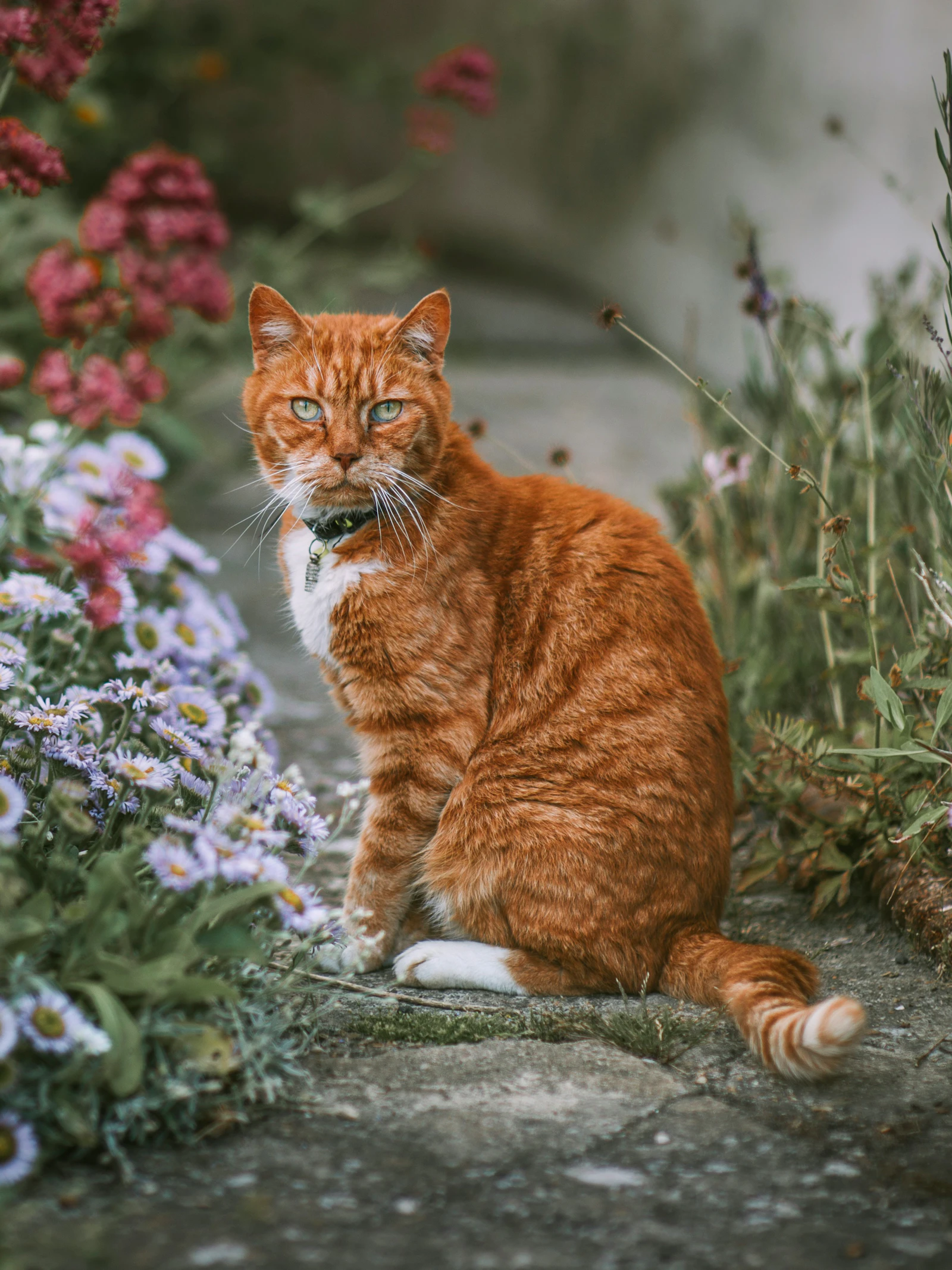 Deze vreemde mutatie verklaart de mysterieuze kleur van oranje katten
