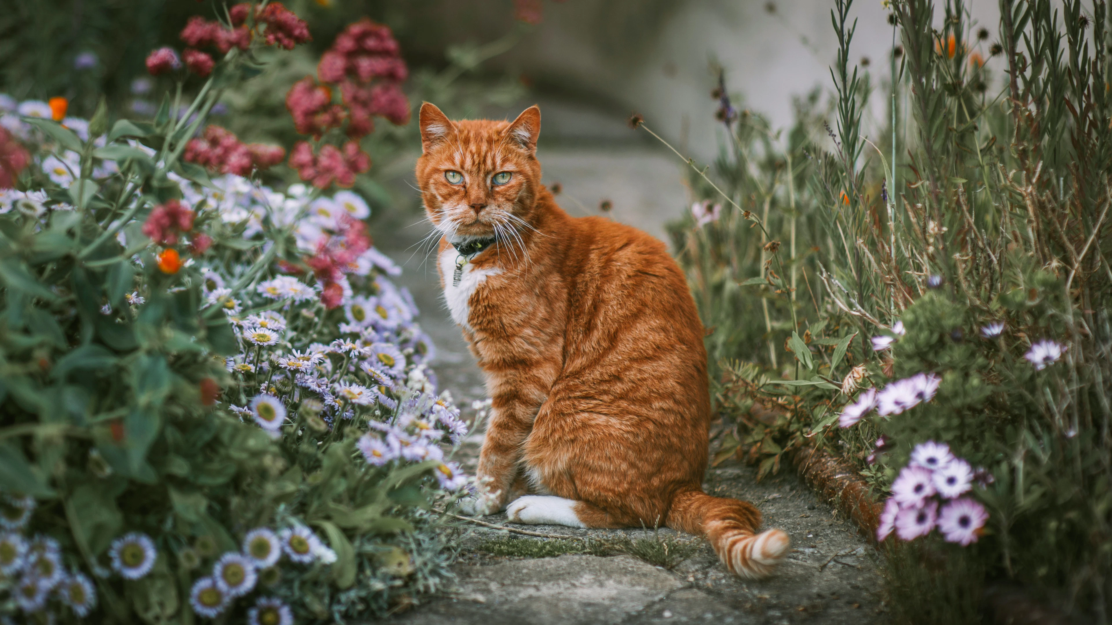 Deze vreemde mutatie verklaart de mysterieuze kleur van oranje katten