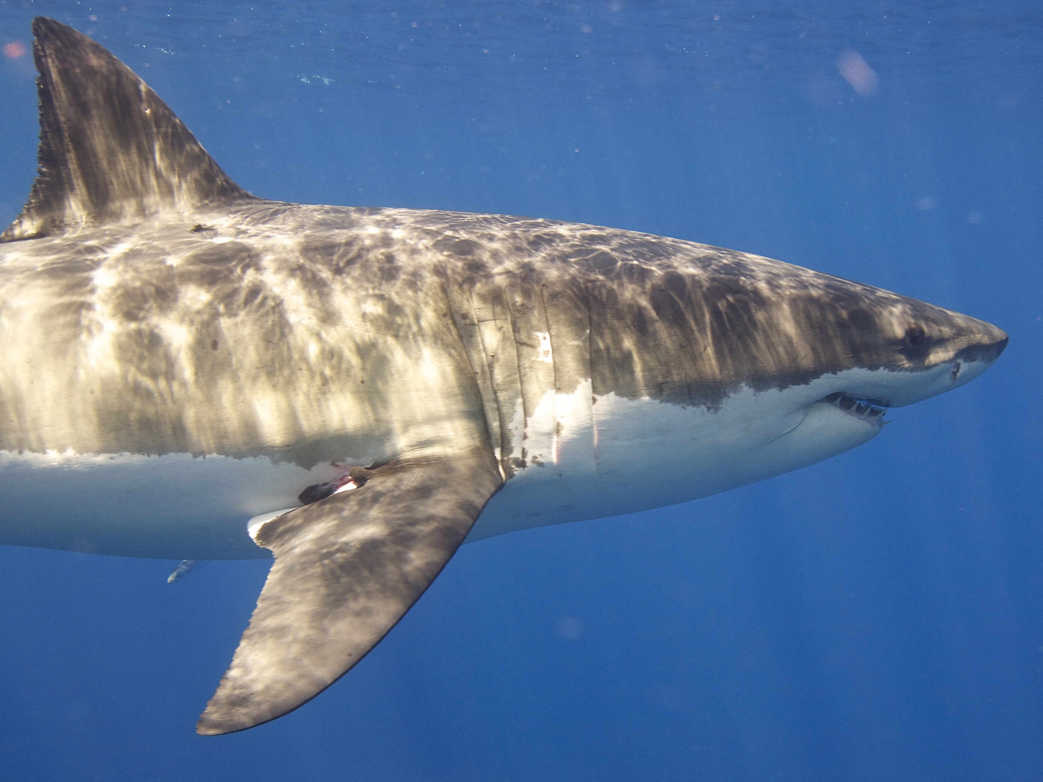 Docu Jaws @ 50: filmicoon met een dubbele erfenis