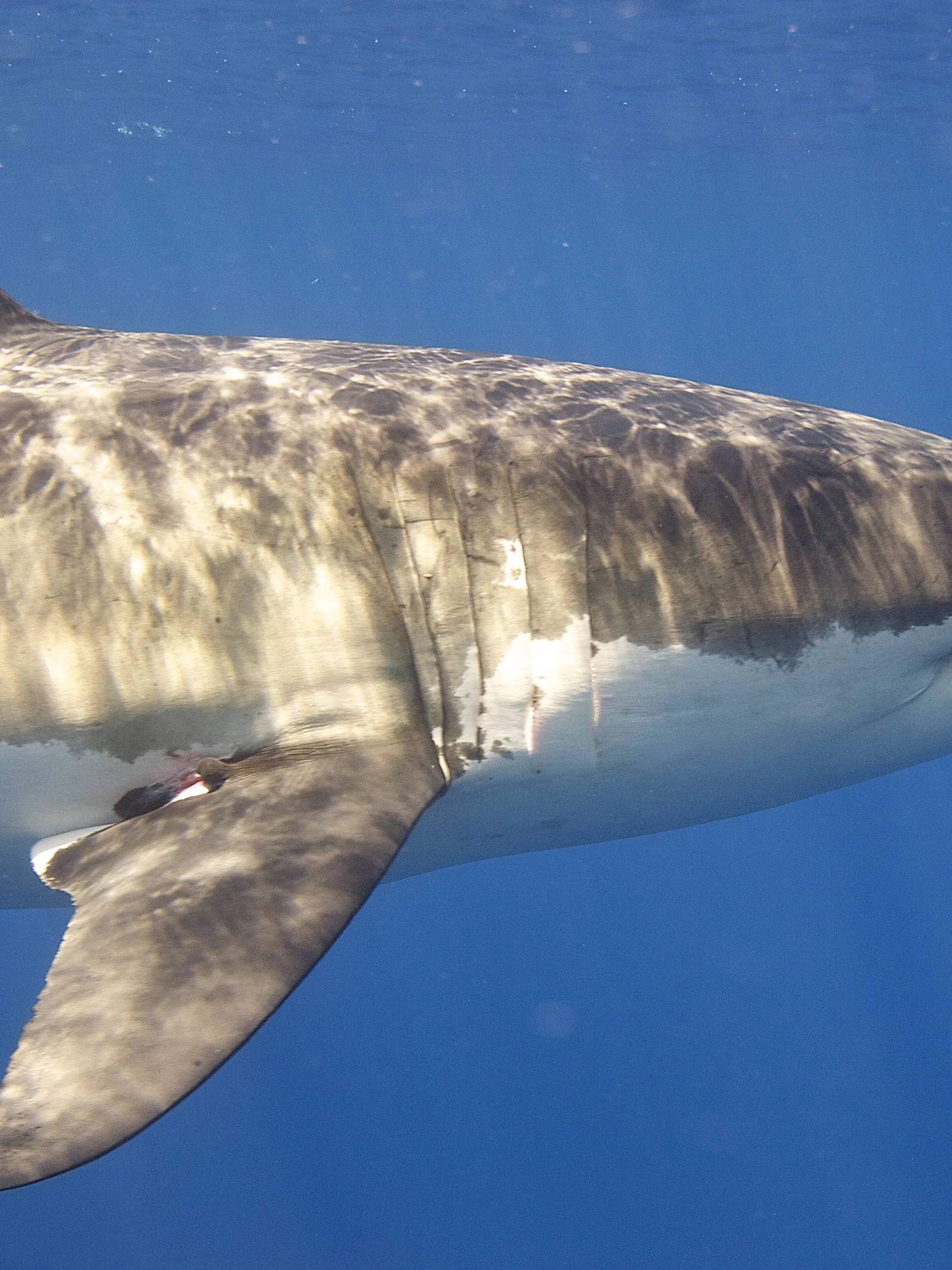 Docu Jaws @ 50: filmicoon met een dubbele erfenis