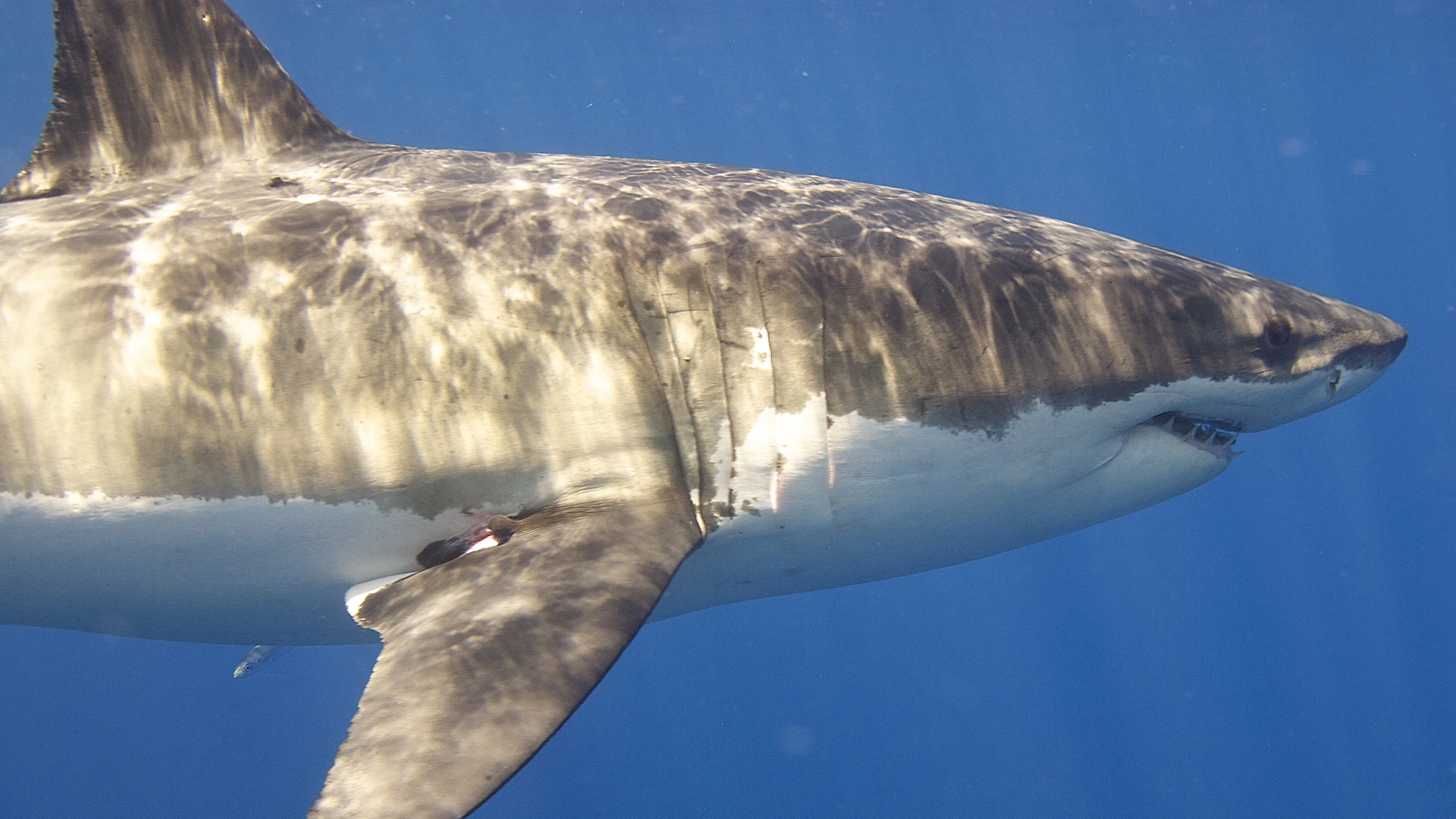 Docu Jaws @ 50: filmicoon met een dubbele erfenis