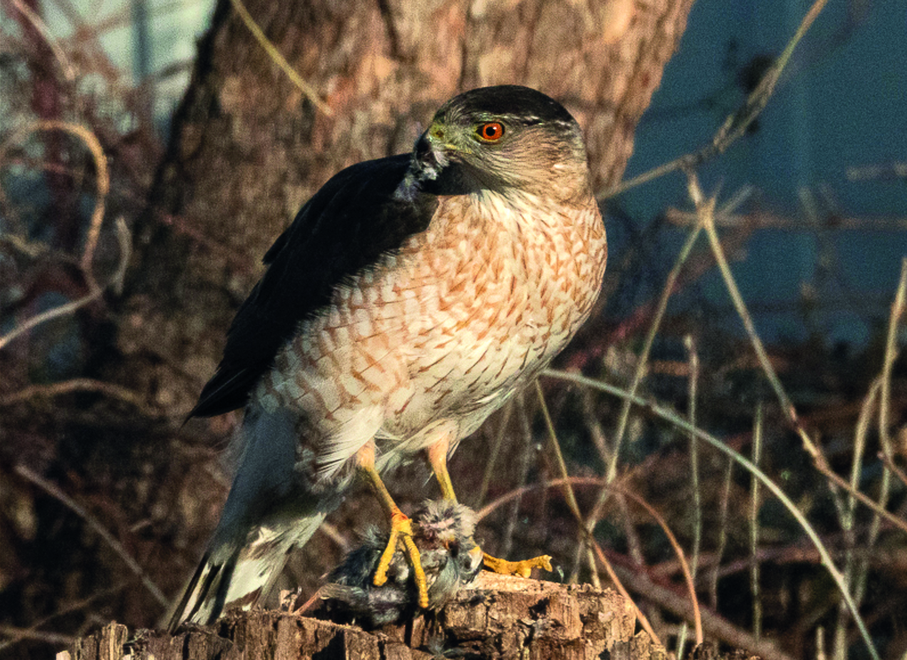 Roofvogel profiteert van verkeerslicht tijdens de jacht