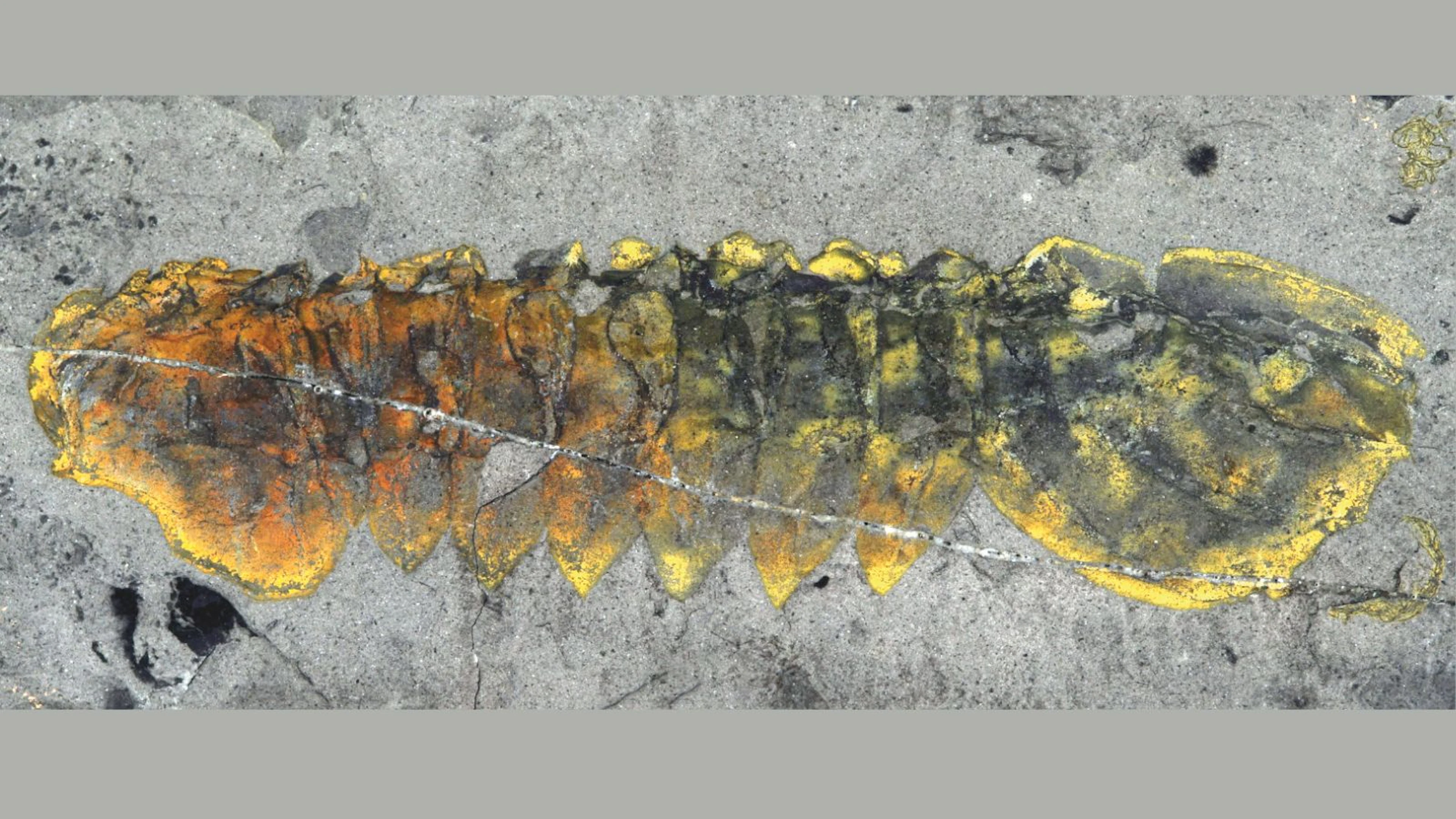 Evolutie van spinnen begon al in zee