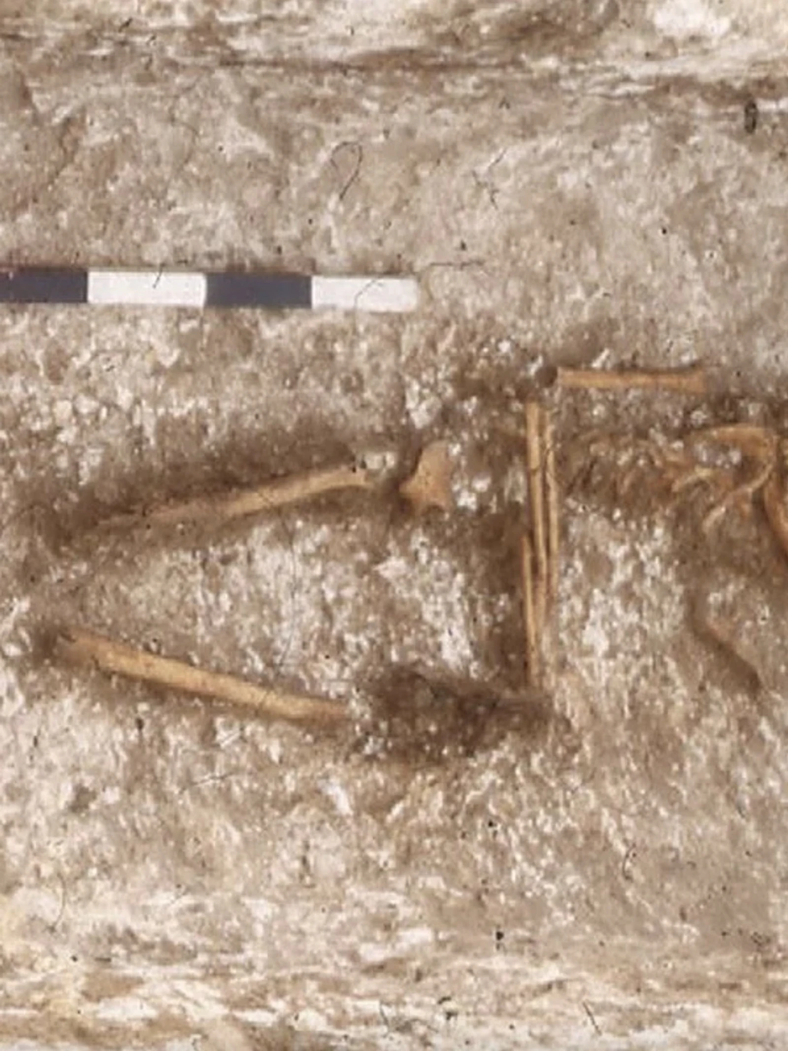 West-Afrikaans DNA in Angelsaksische graven