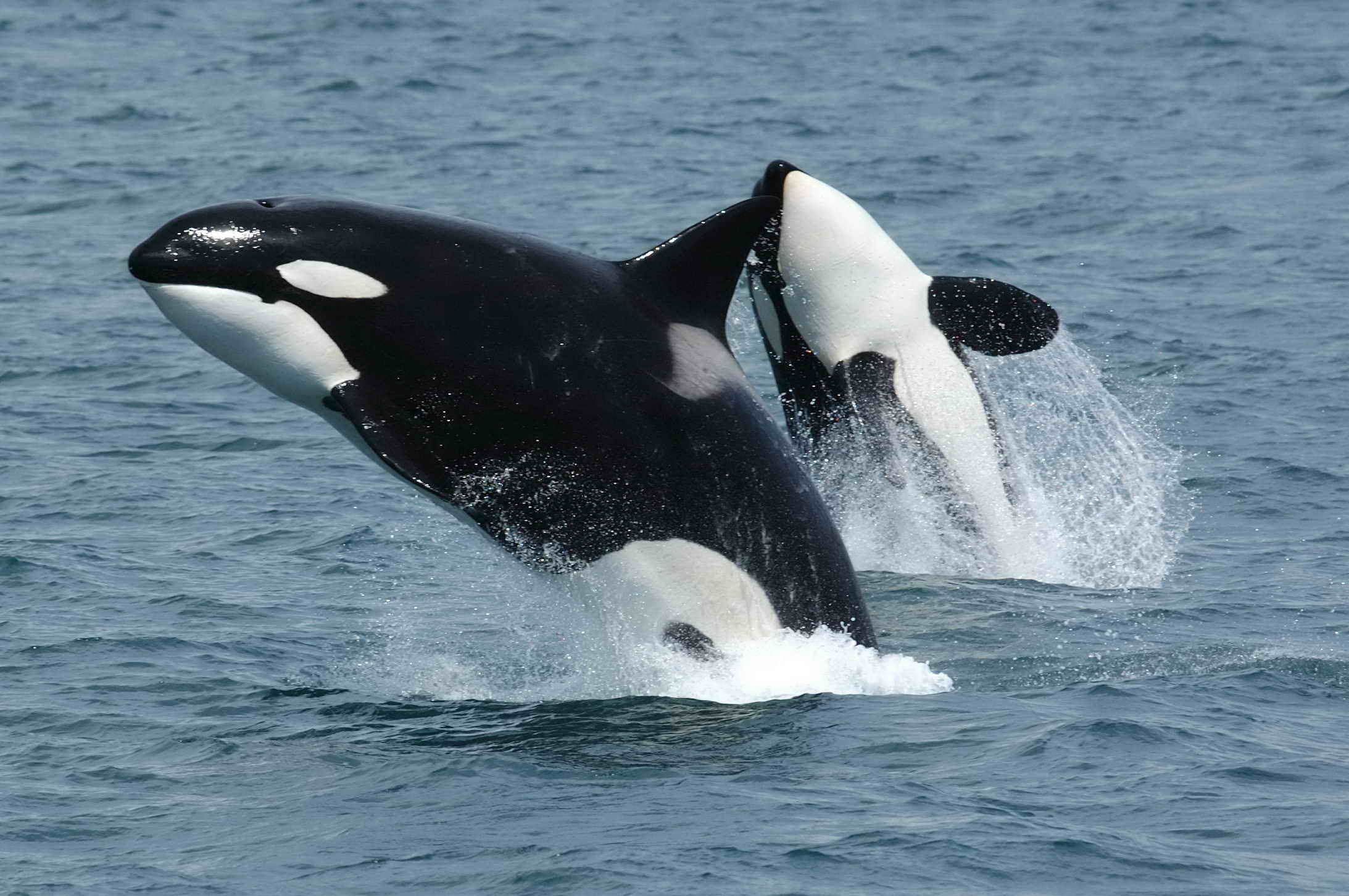 De sociale intelligentie van orka’s