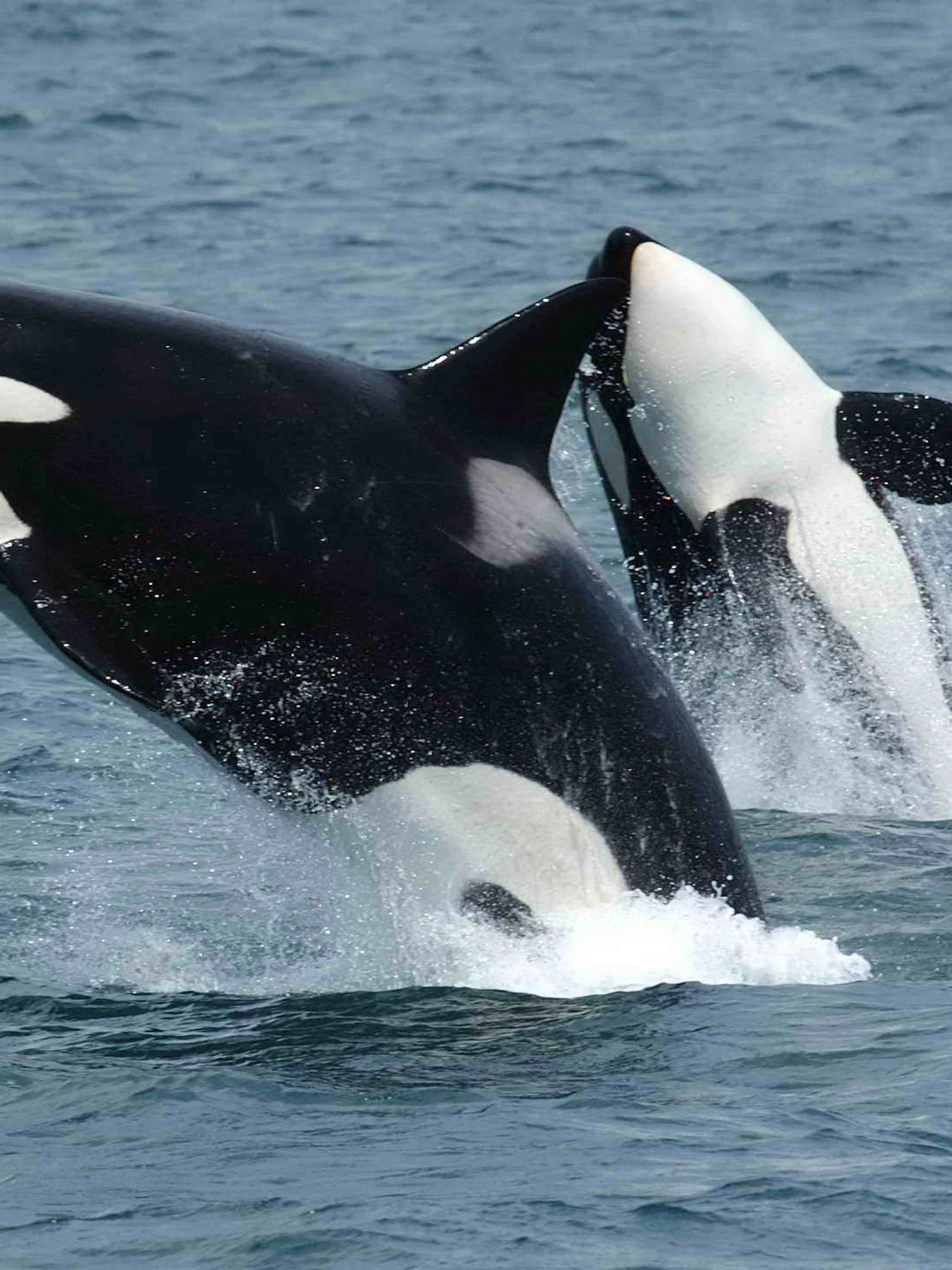 De sociale intelligentie van orka’s