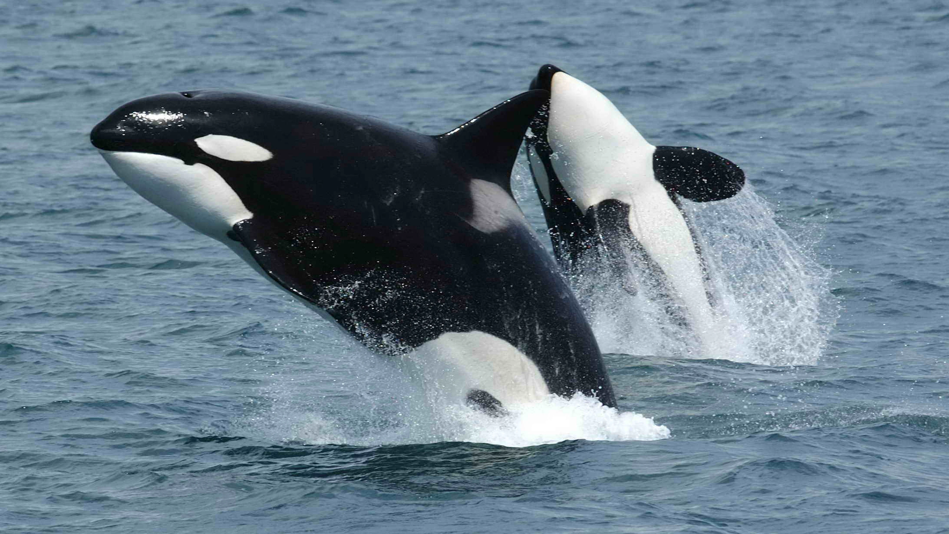 De sociale intelligentie van orka’s