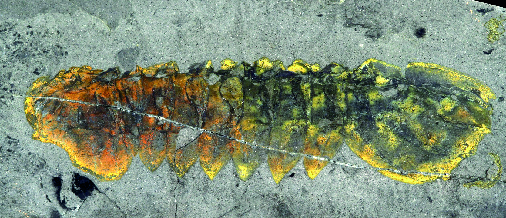 Evolutie van spinnen begon al in zee