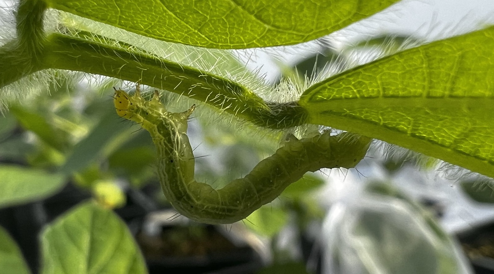 Planten leren hun nageslacht hoe droogte en insecten de baas te zijn