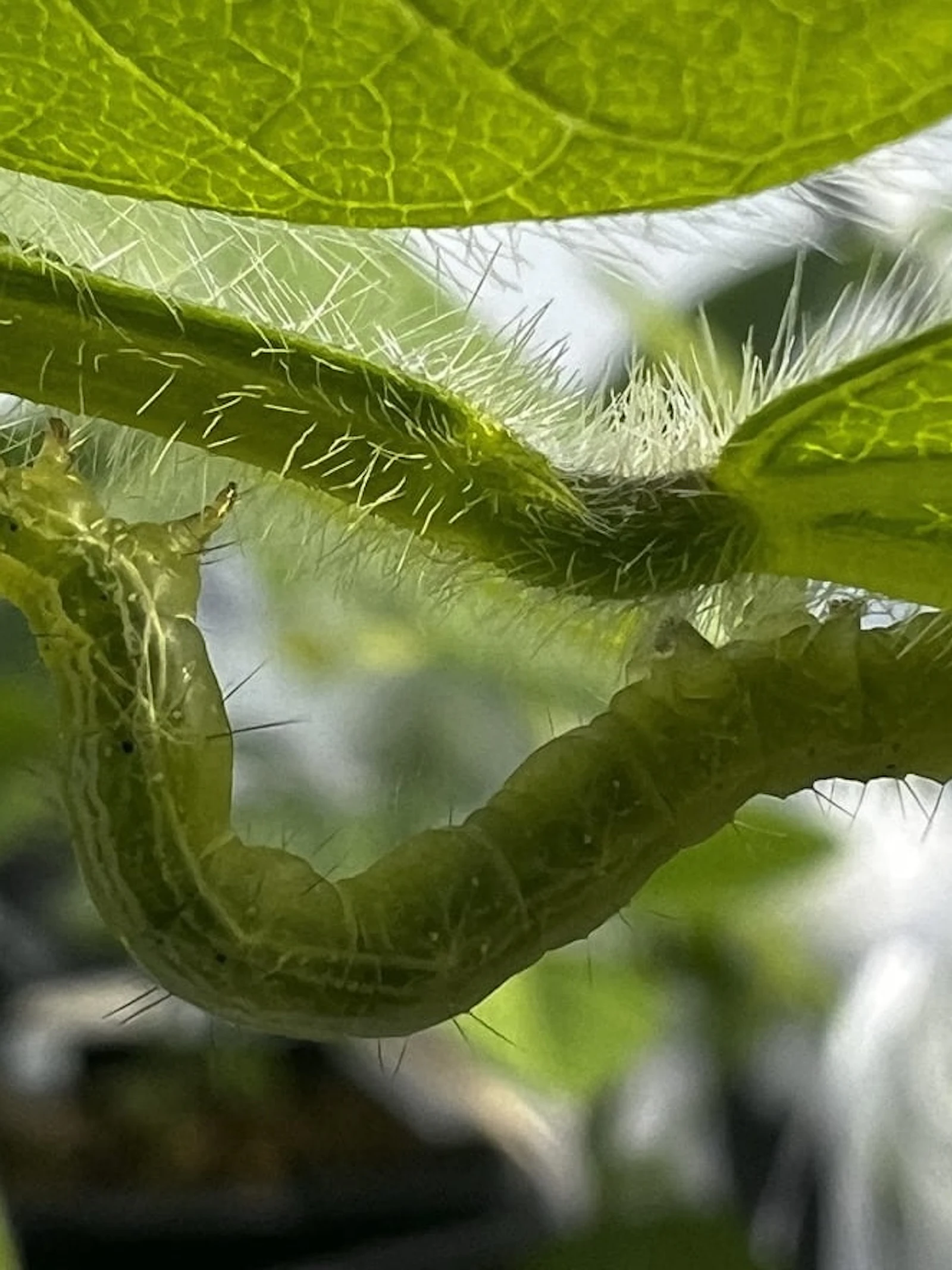 Planten leren hun nageslacht hoe droogte en insecten de baas te zijn