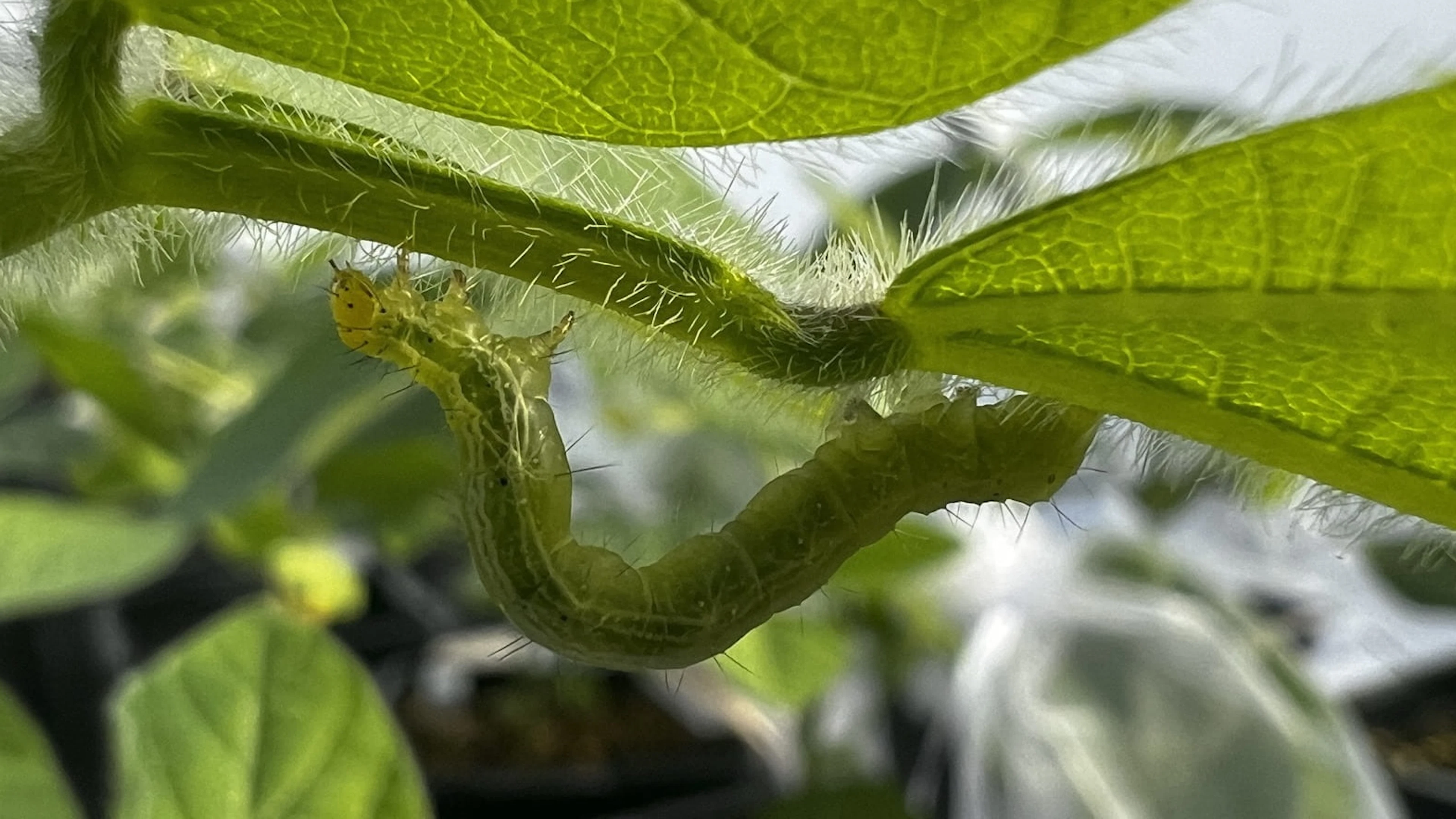 Planten leren hun nageslacht hoe droogte en insecten de baas te zijn