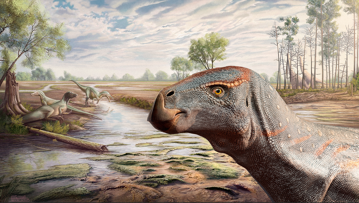 Nieuwe plantenetende dino ontdekt in Portugal