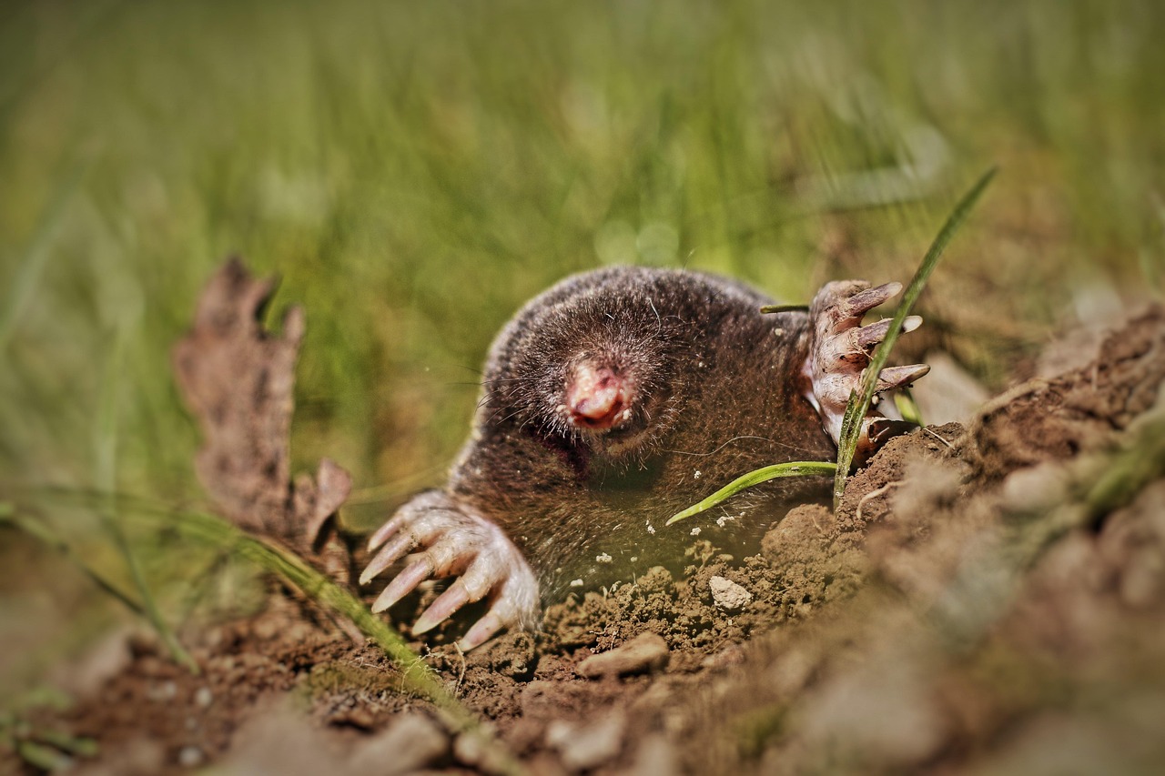 De mol: vijand of geheime held?