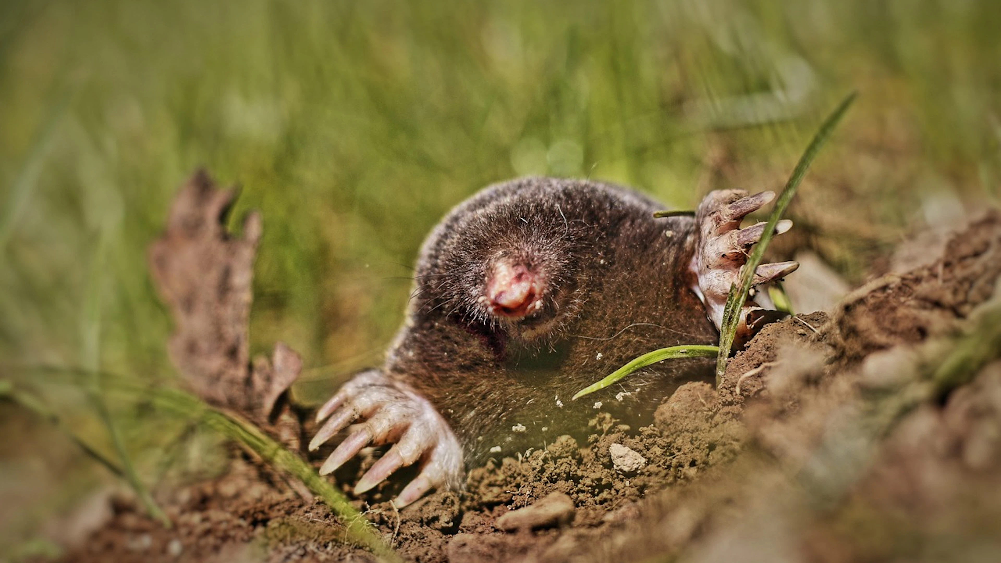 De mol: vijand of geheime held?